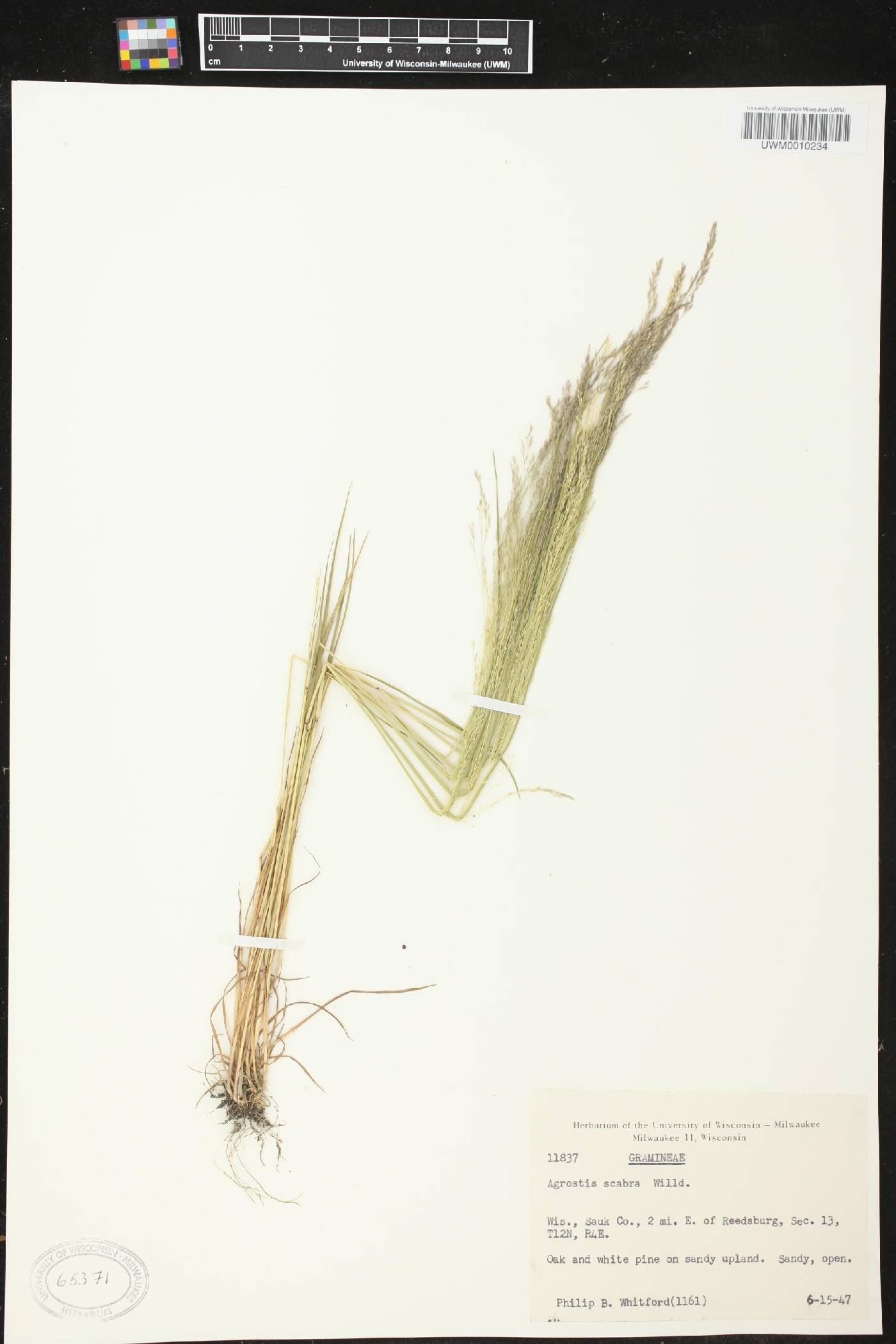 Agrostis scabra image