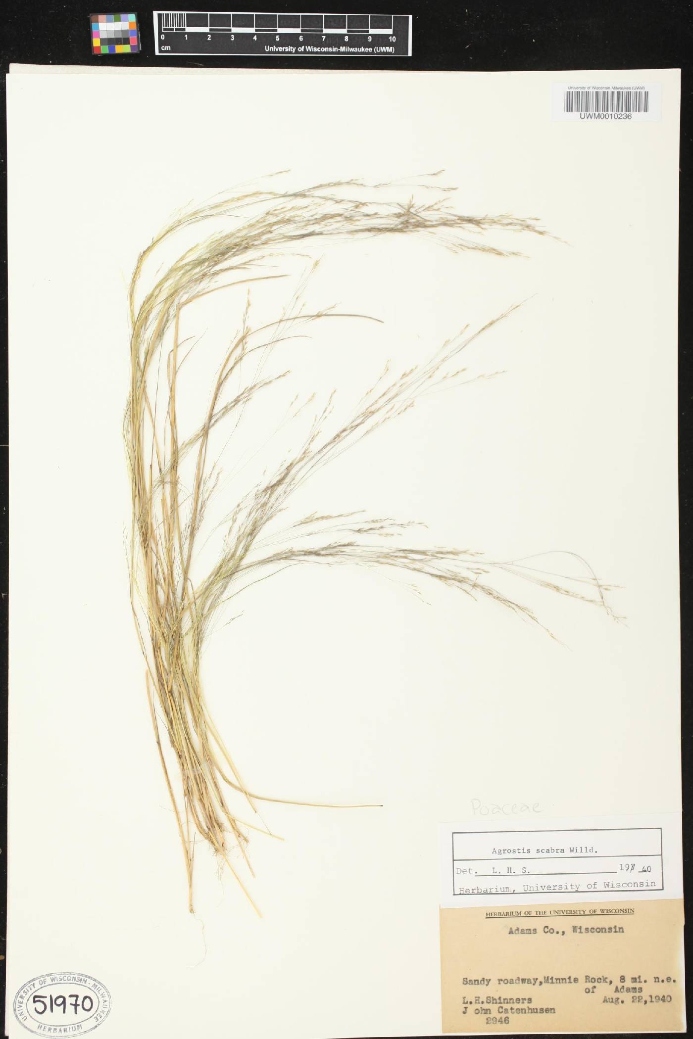 Agrostis scabra image