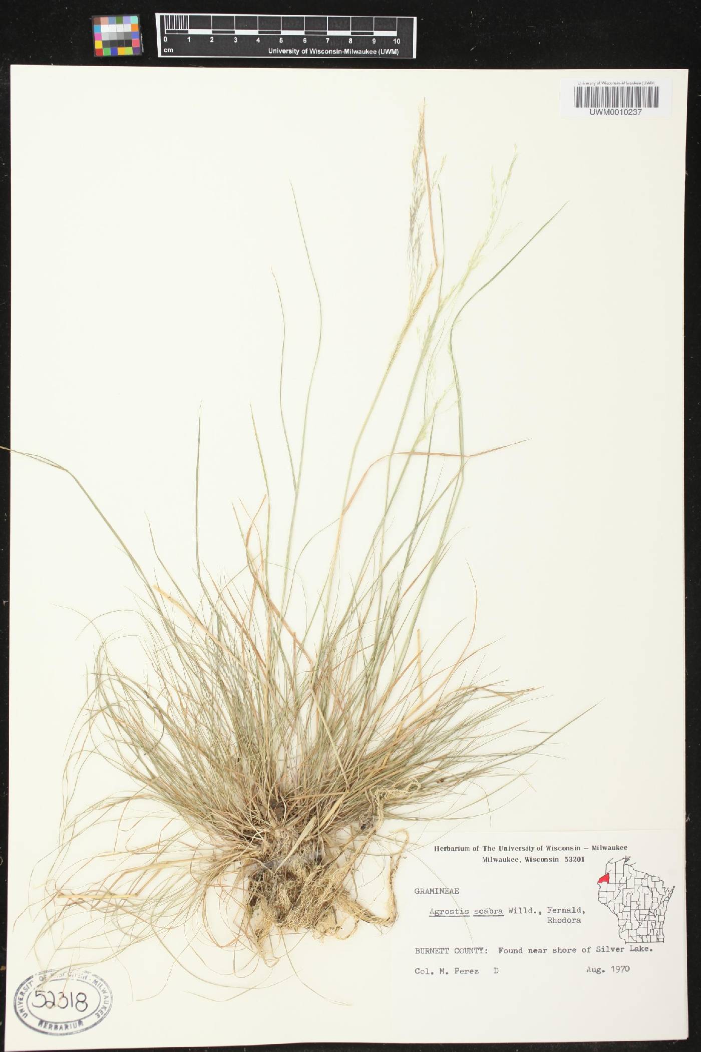 Agrostis scabra image