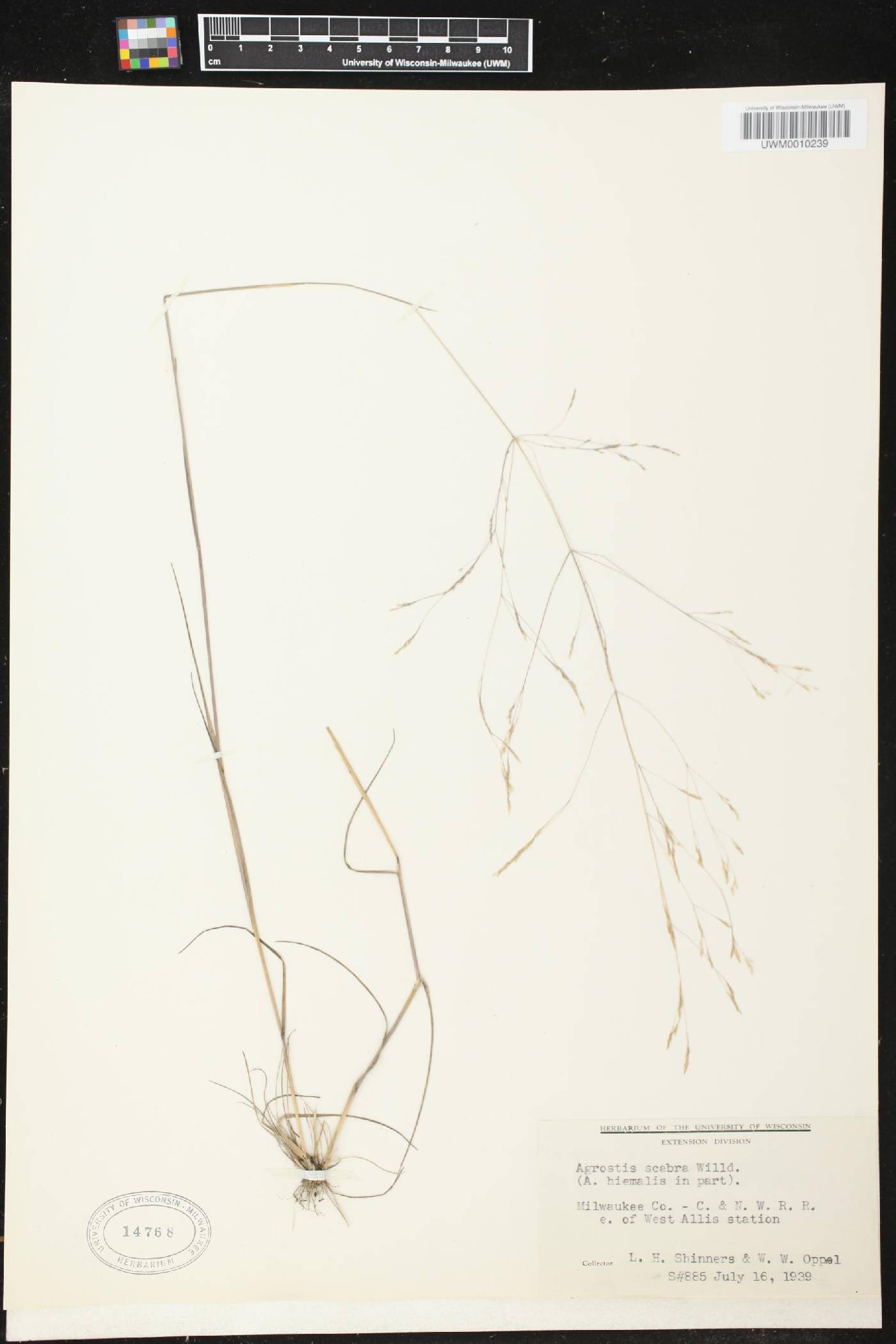 Agrostis scabra image