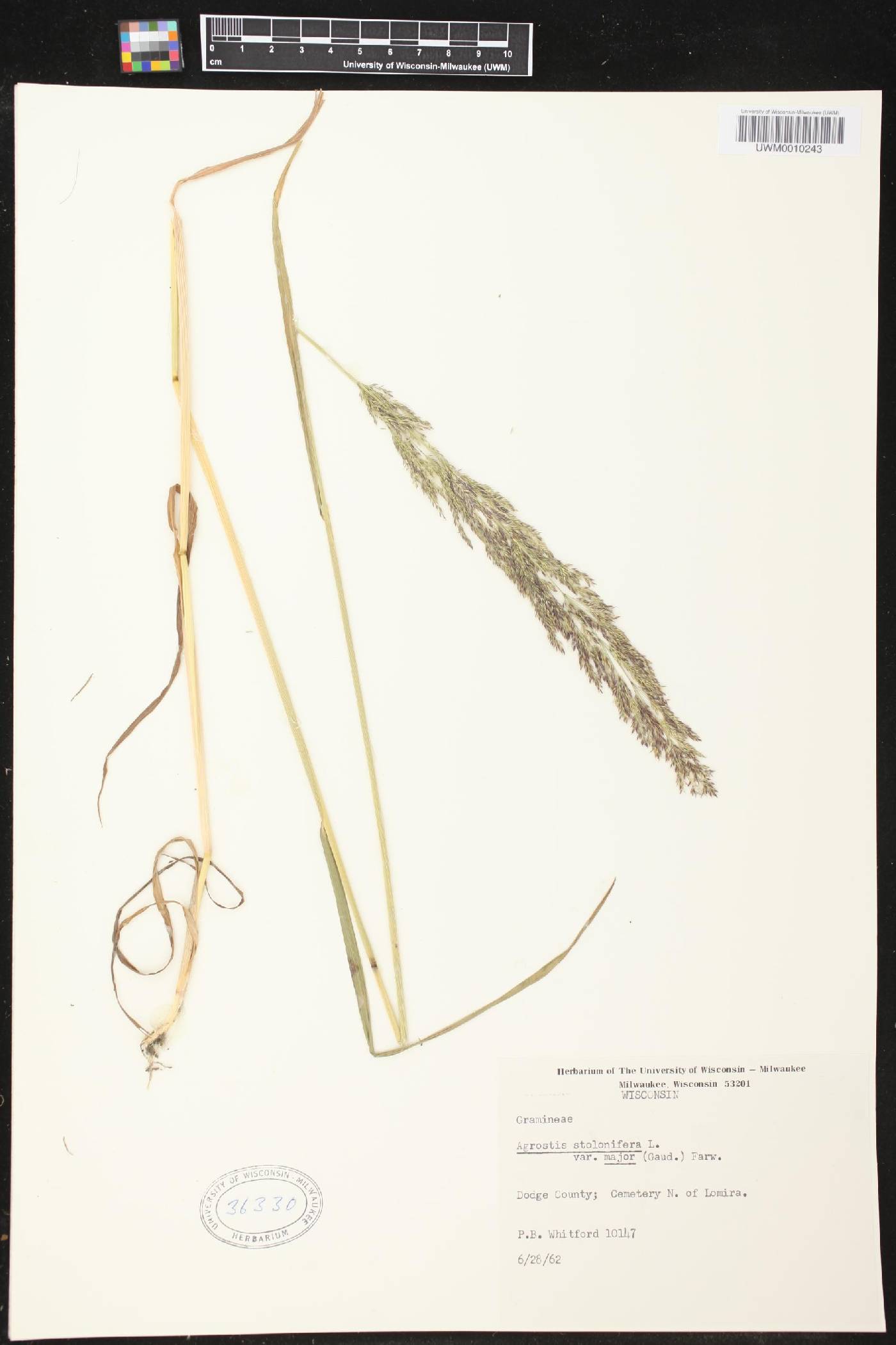 Agrostis gigantea image