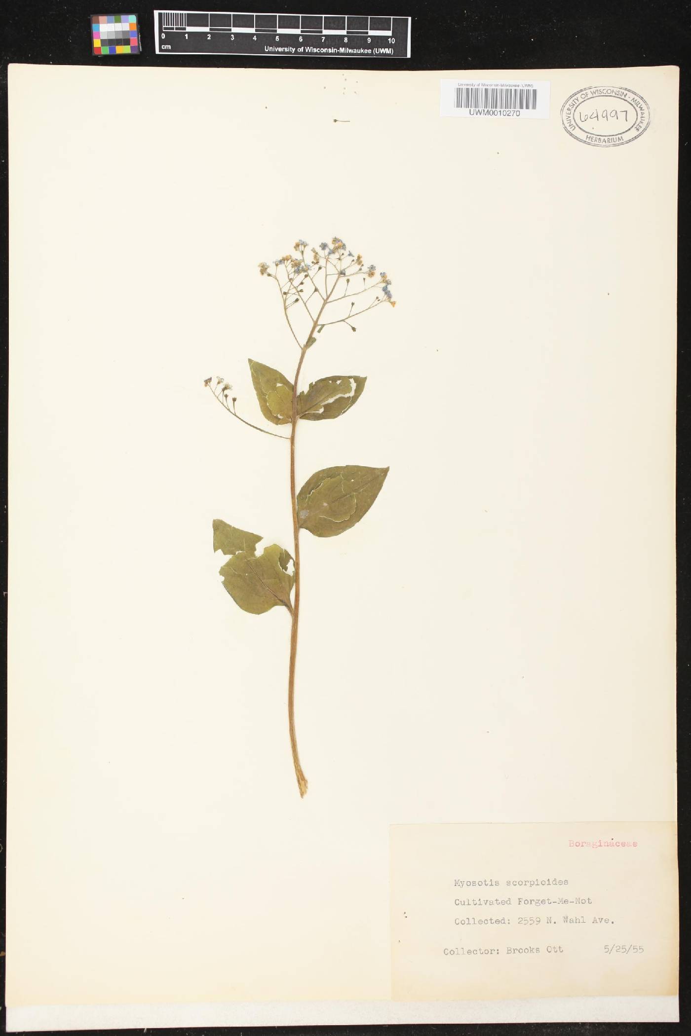 Myosotis scorpioides image