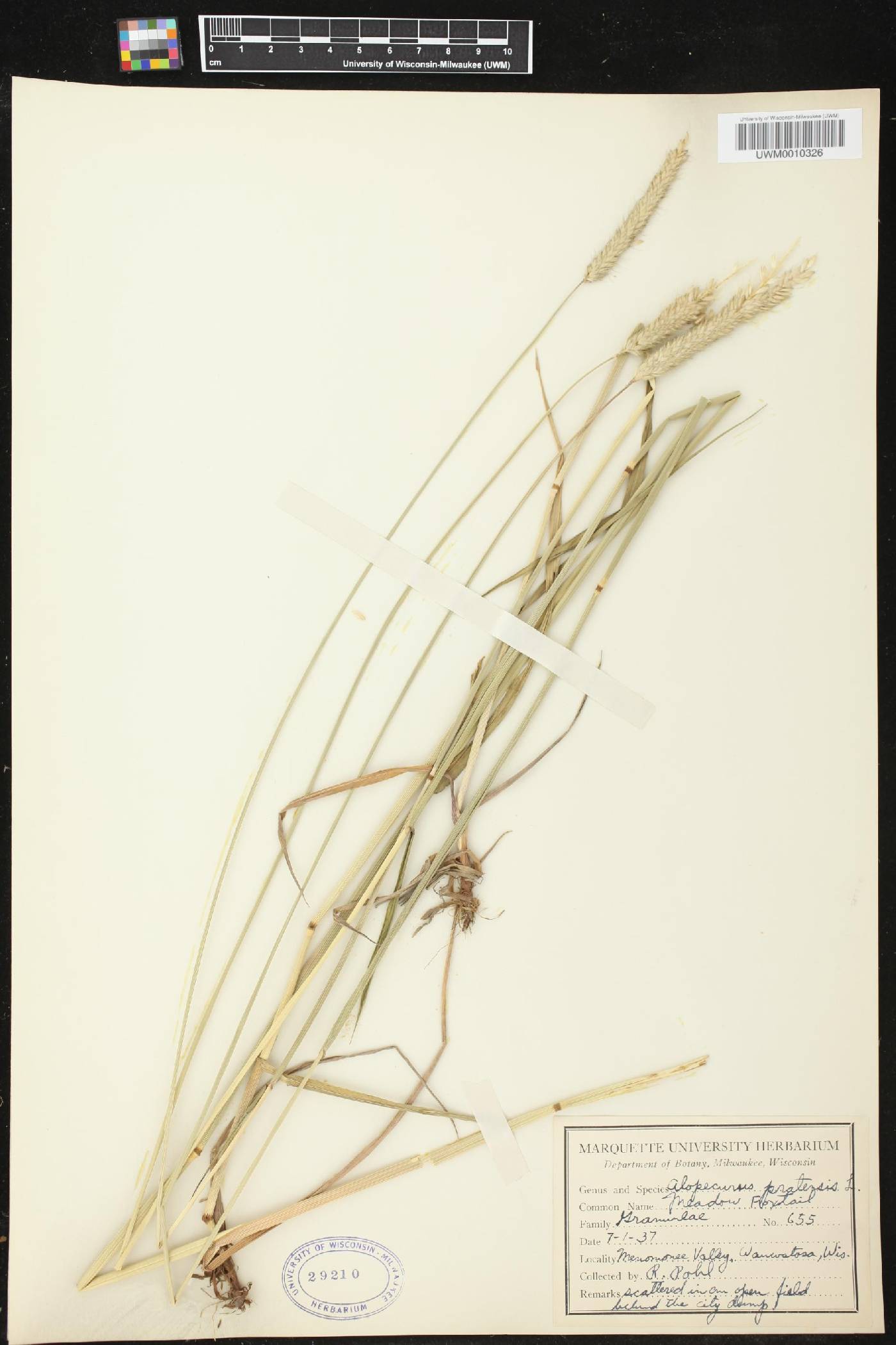 Alopecurus pratensis image