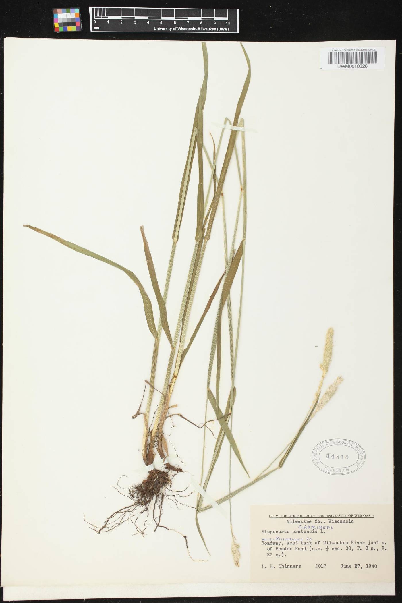 Alopecurus pratensis image