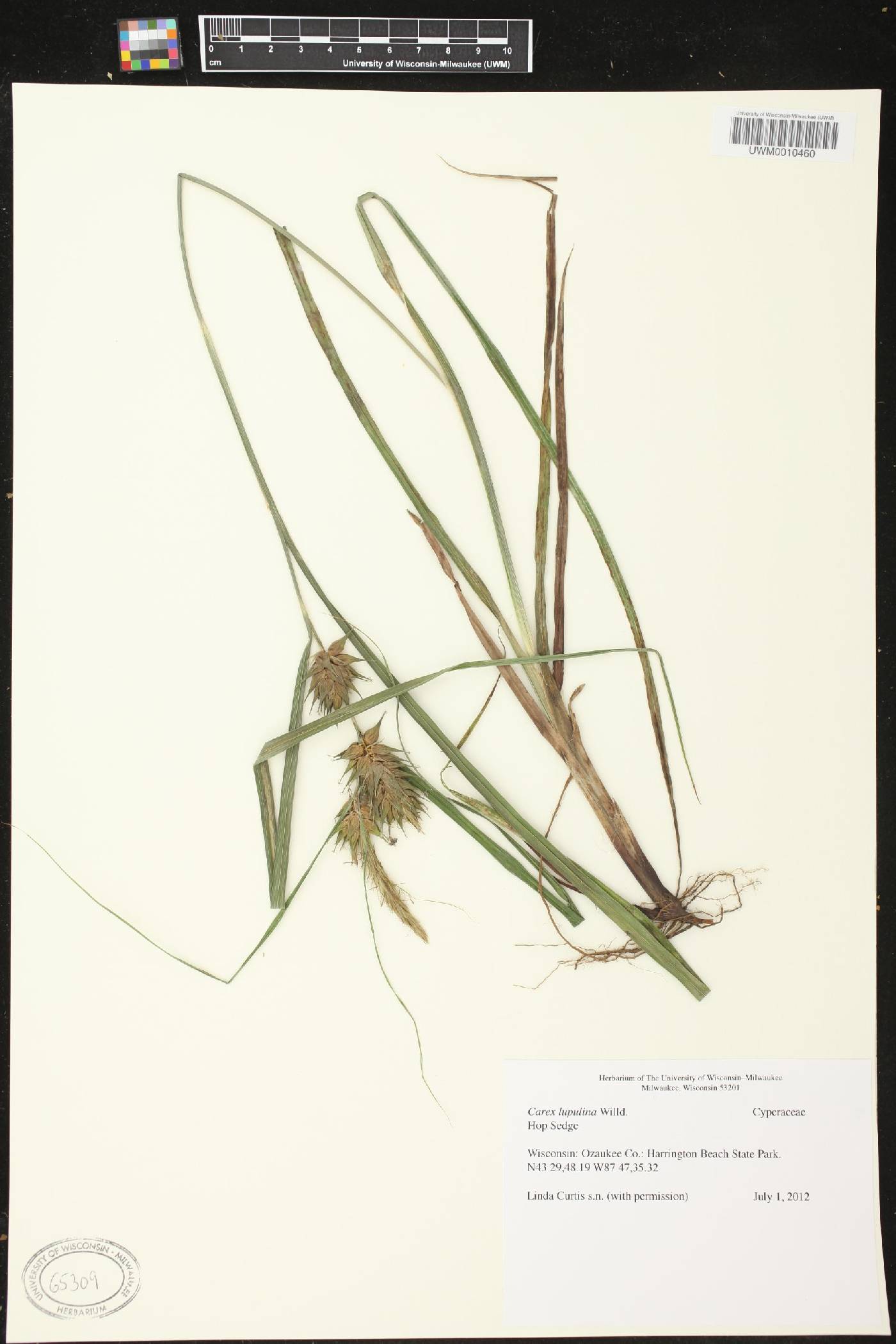Carex lupulina image