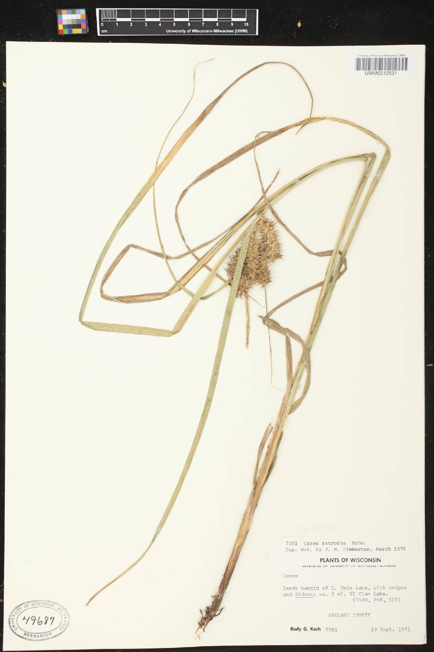 Carex retrorsa image