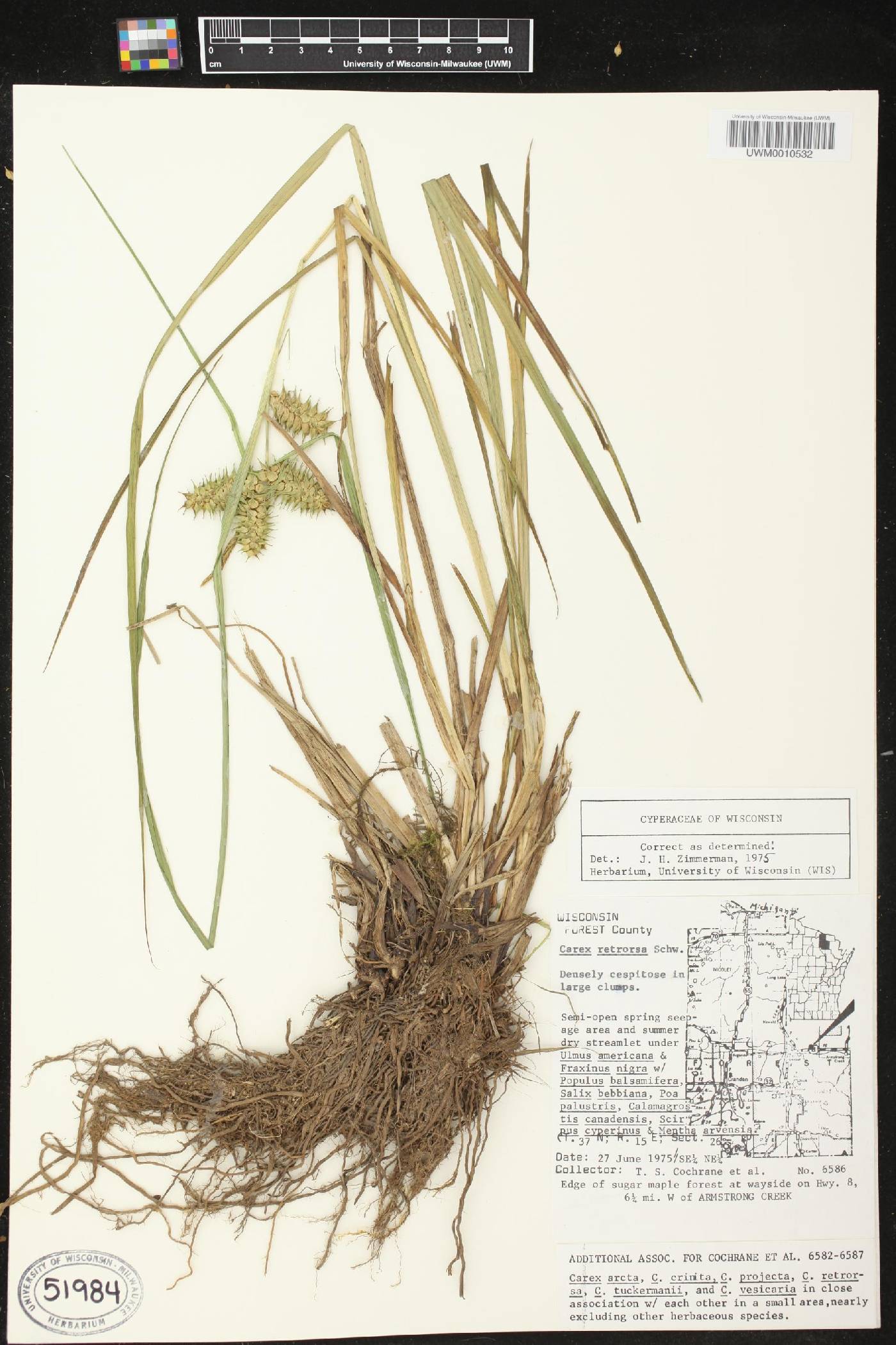 Carex retrorsa image