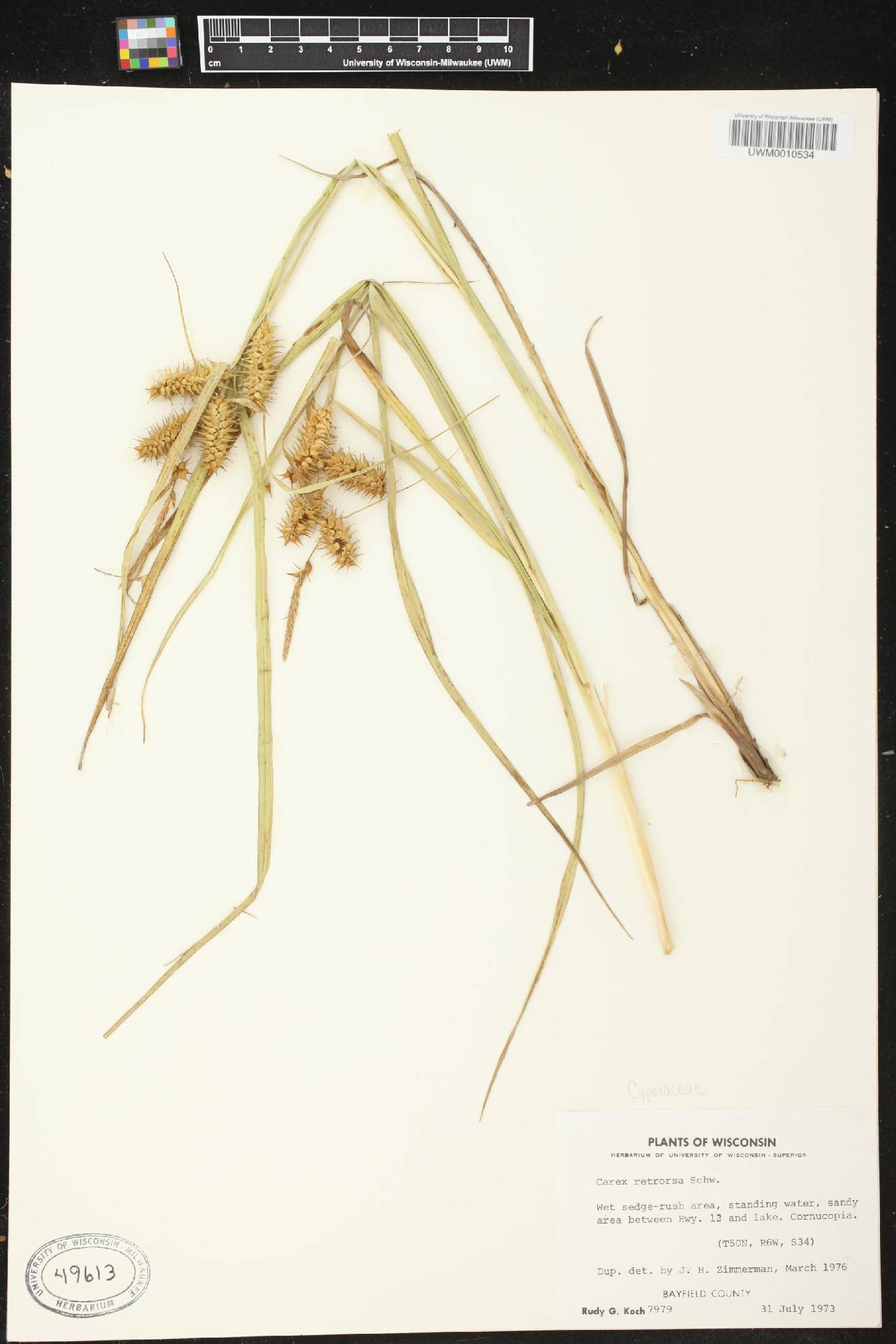 Carex retrorsa image