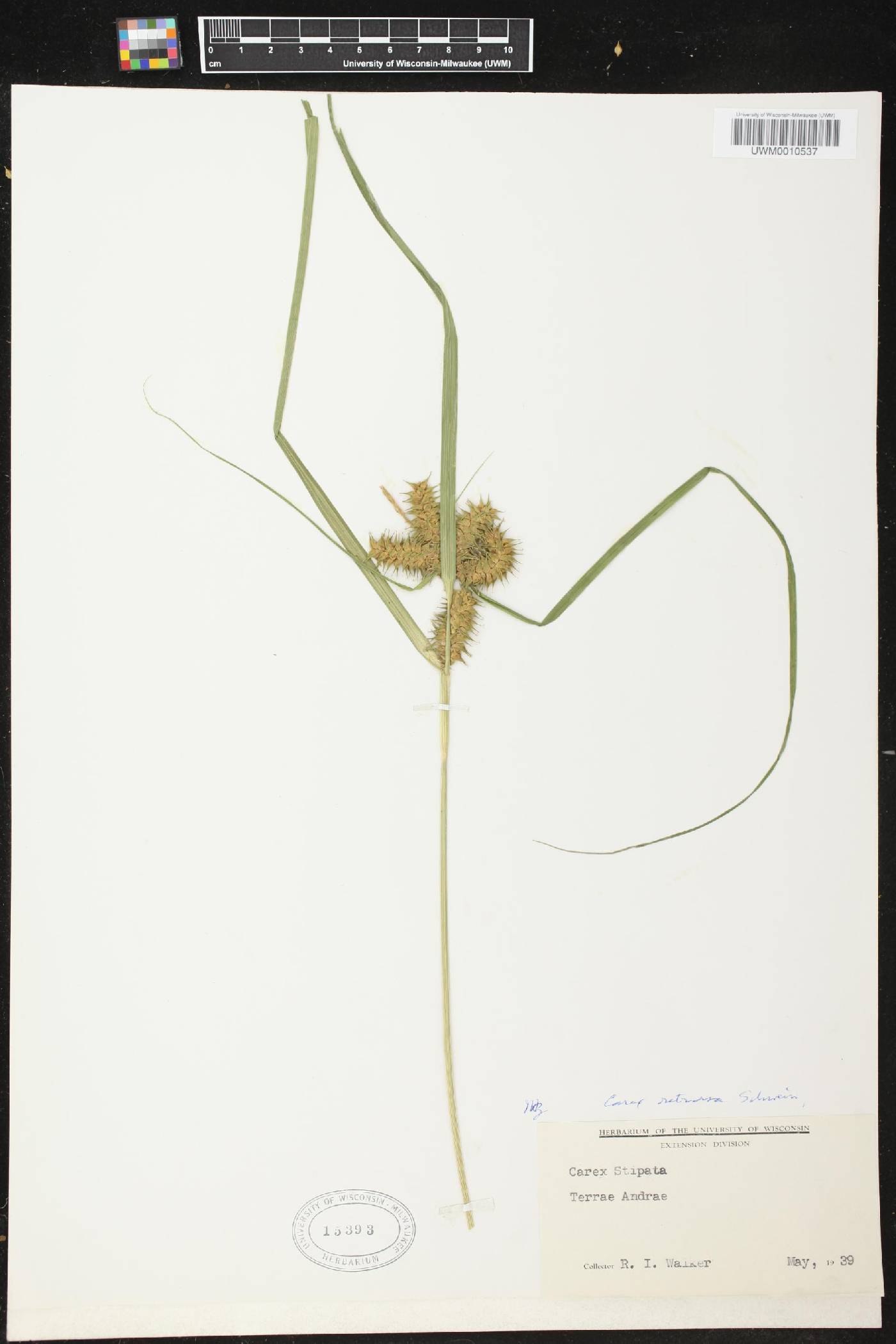 Carex retrorsa image