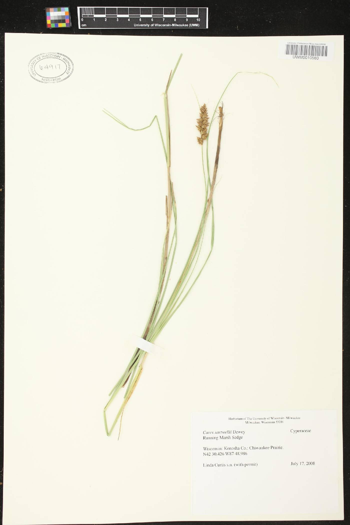 Carex sartwellii image