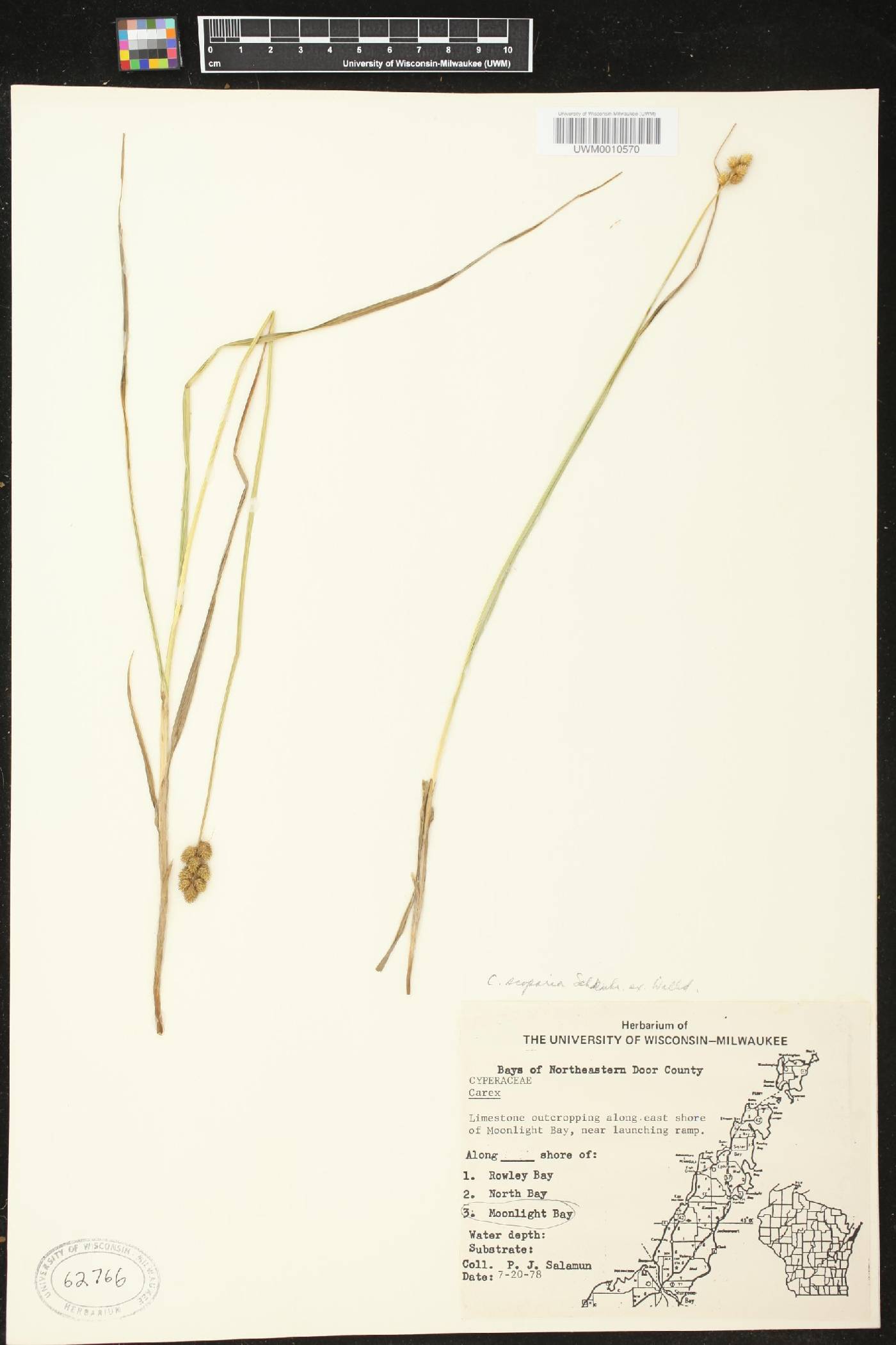 Carex scoparia image