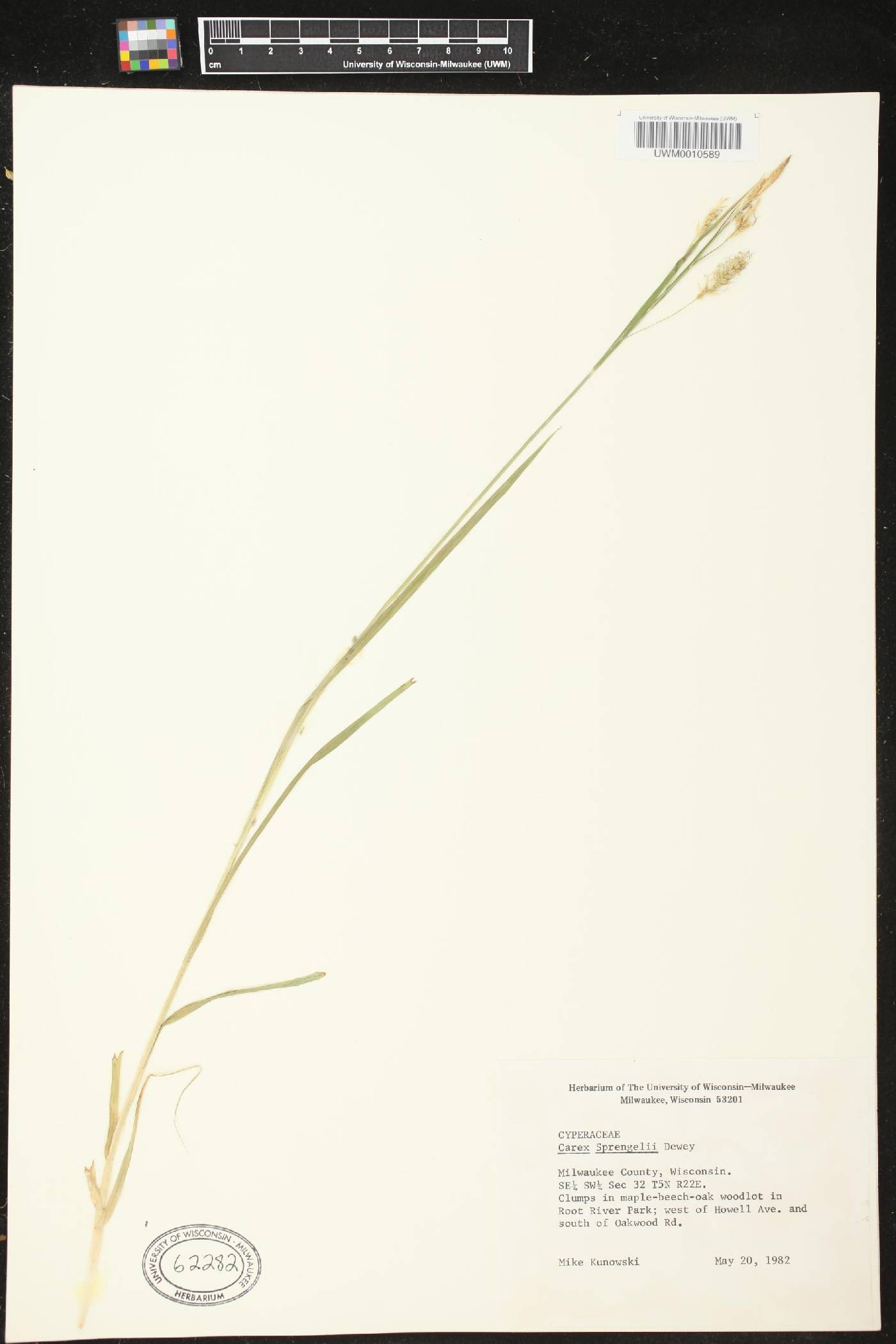 Carex sprengelii image