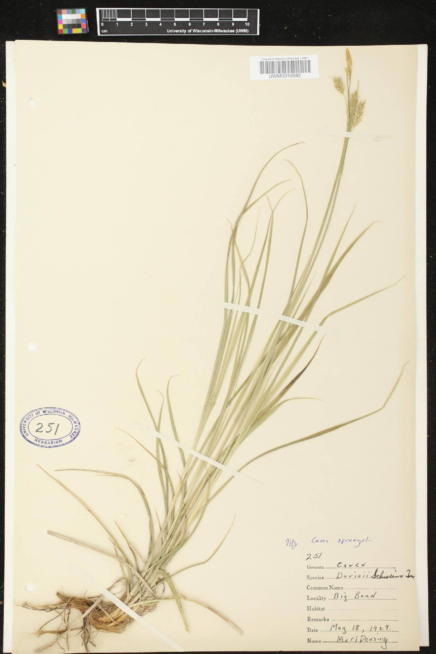 Carex sprengelii image