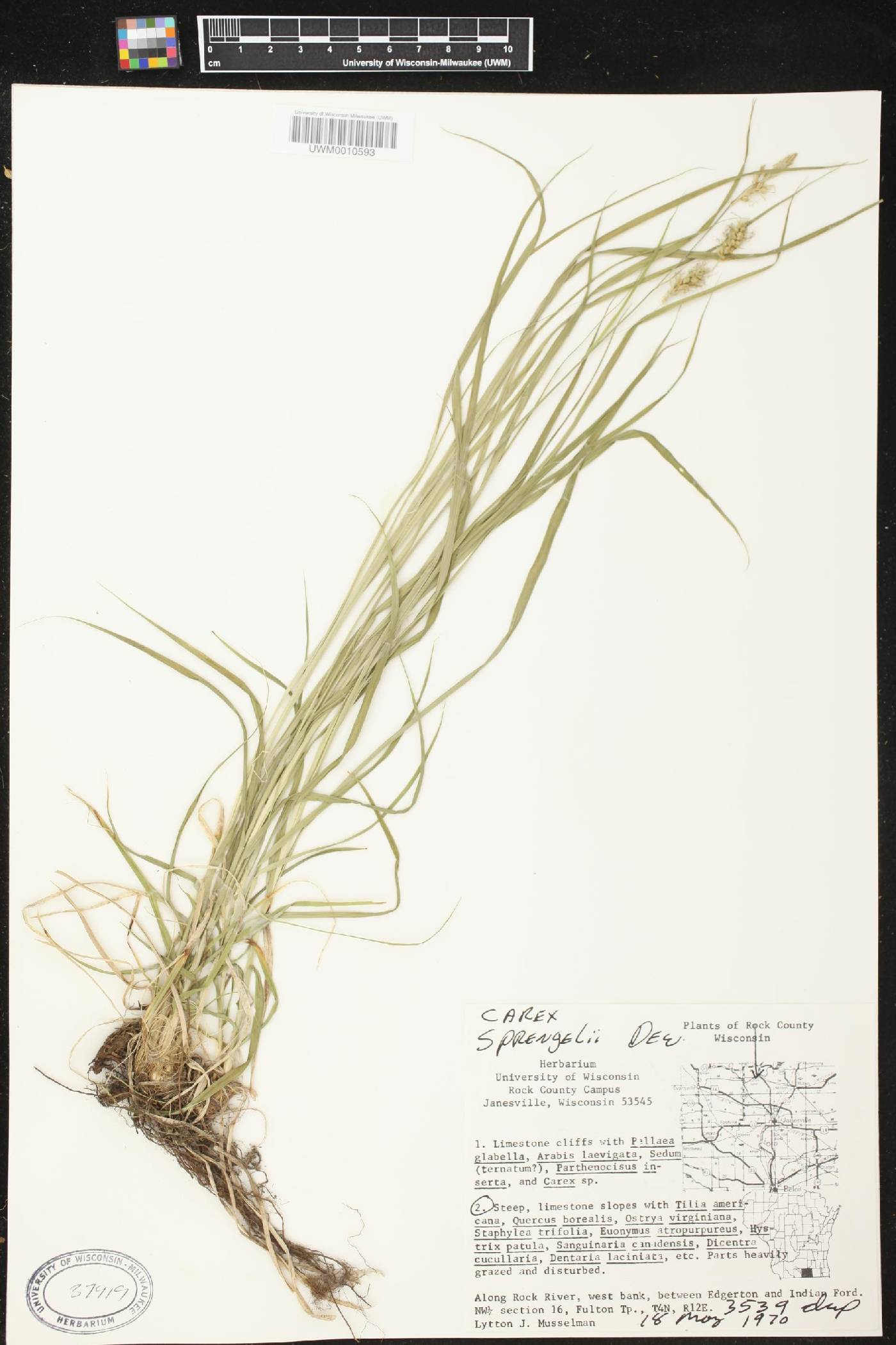 Carex sprengelii image