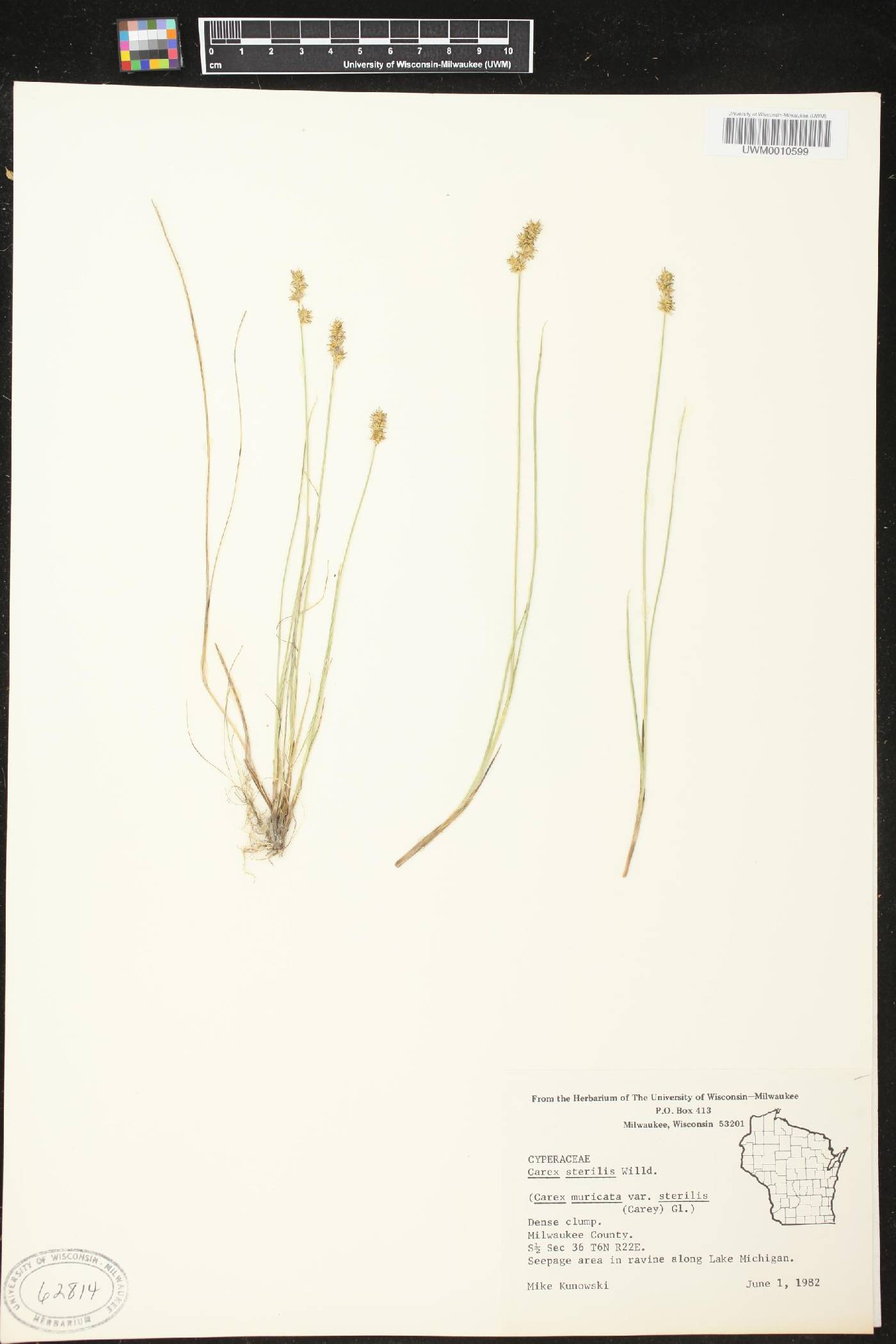 Carex sterilis image