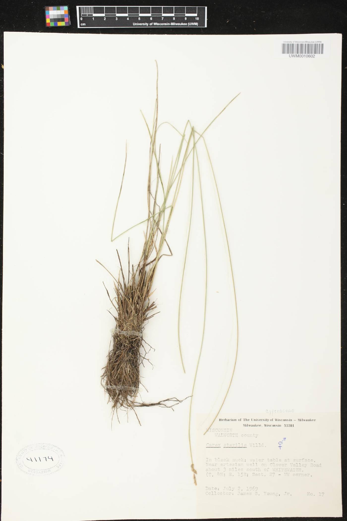 Carex sterilis image