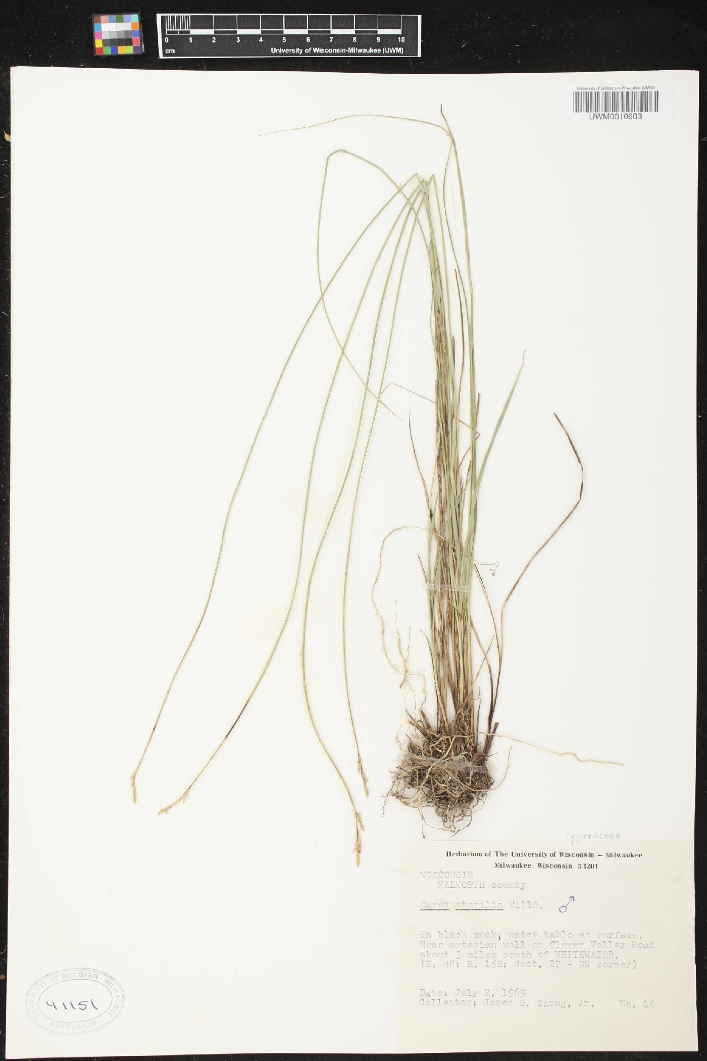 Carex sterilis image