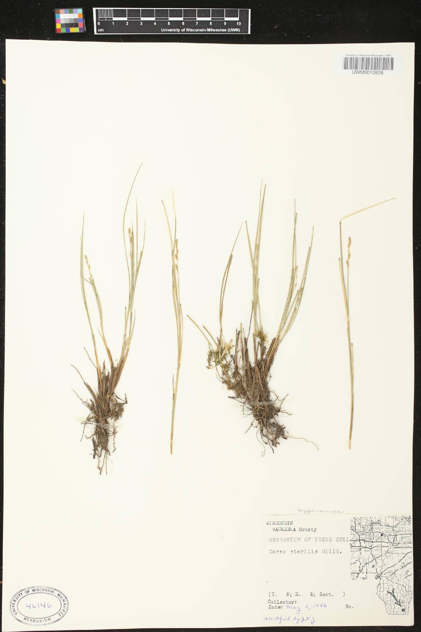 Carex sterilis image