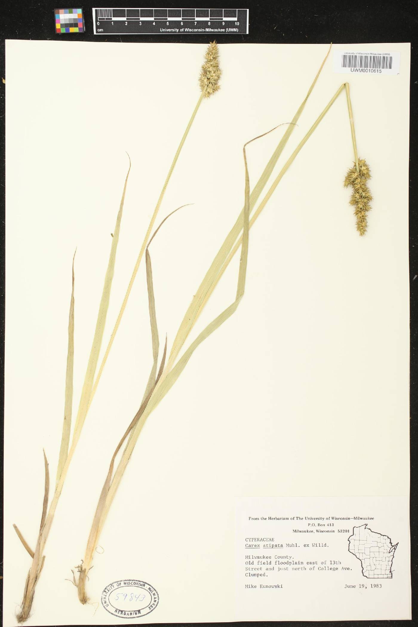 Carex stipata image