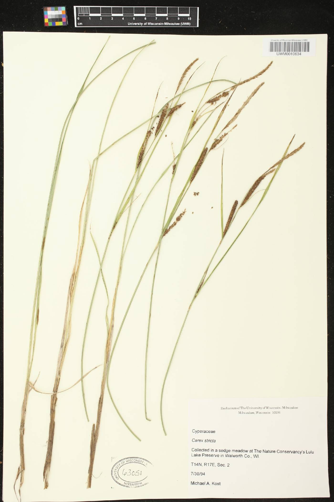 Carex stricta image