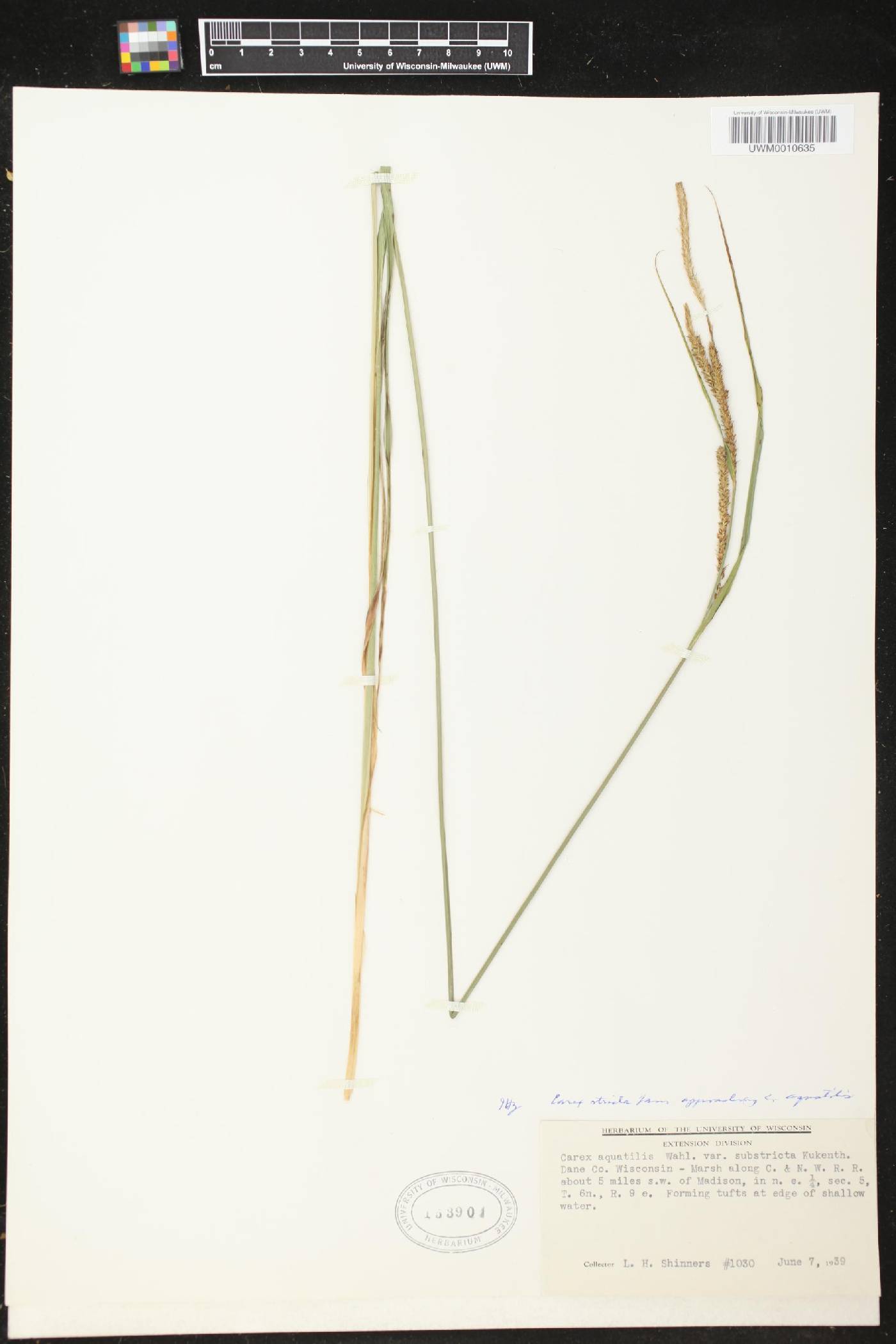 Carex stricta image