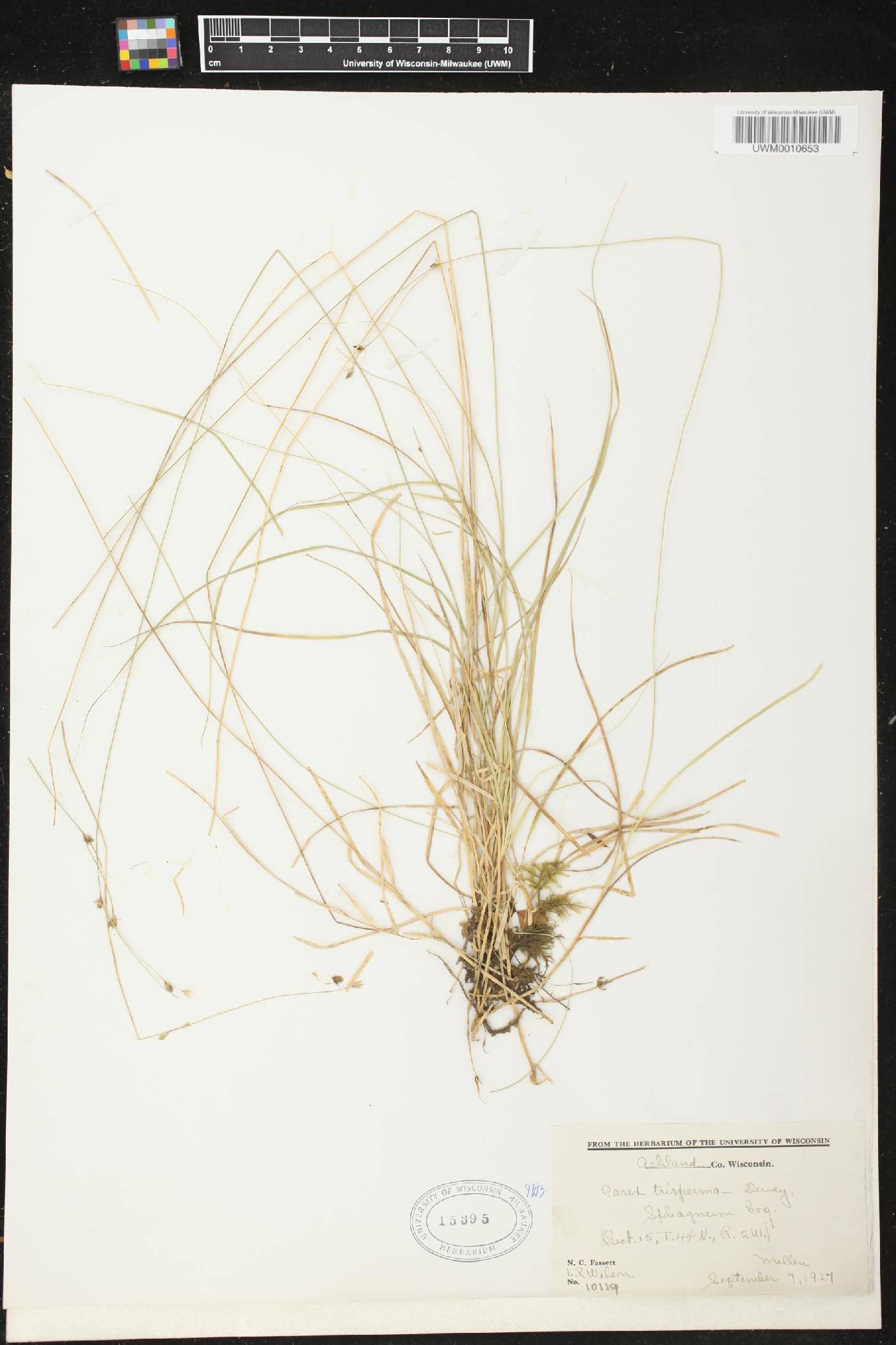 Carex trisperma image