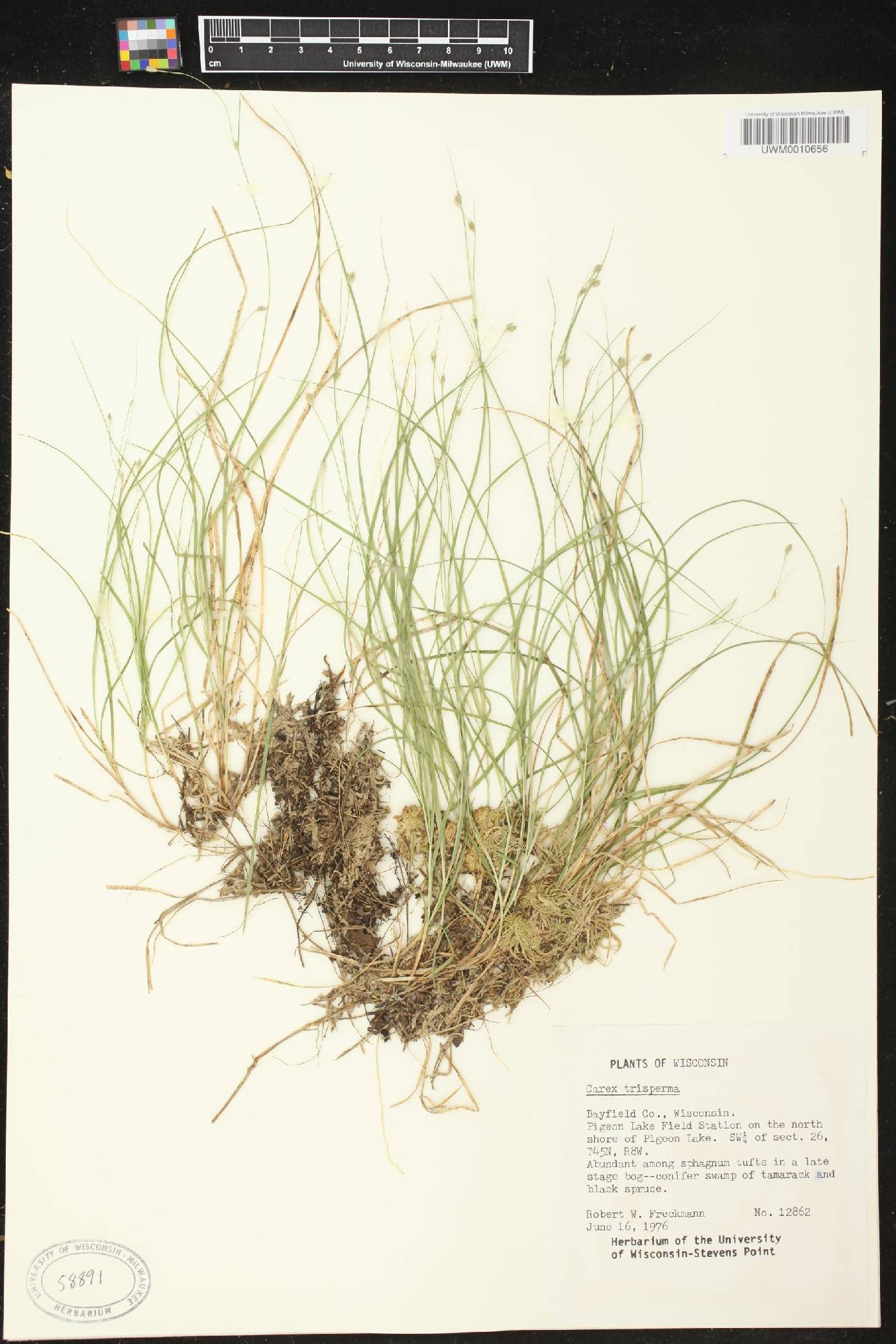 Carex trisperma image