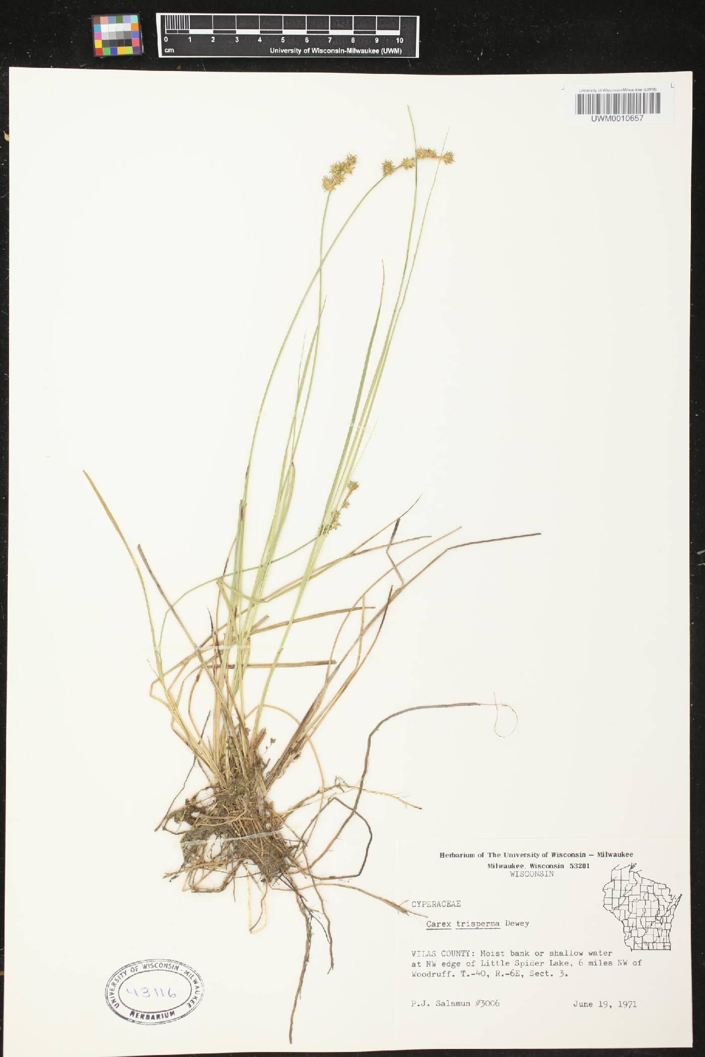 Carex trisperma image