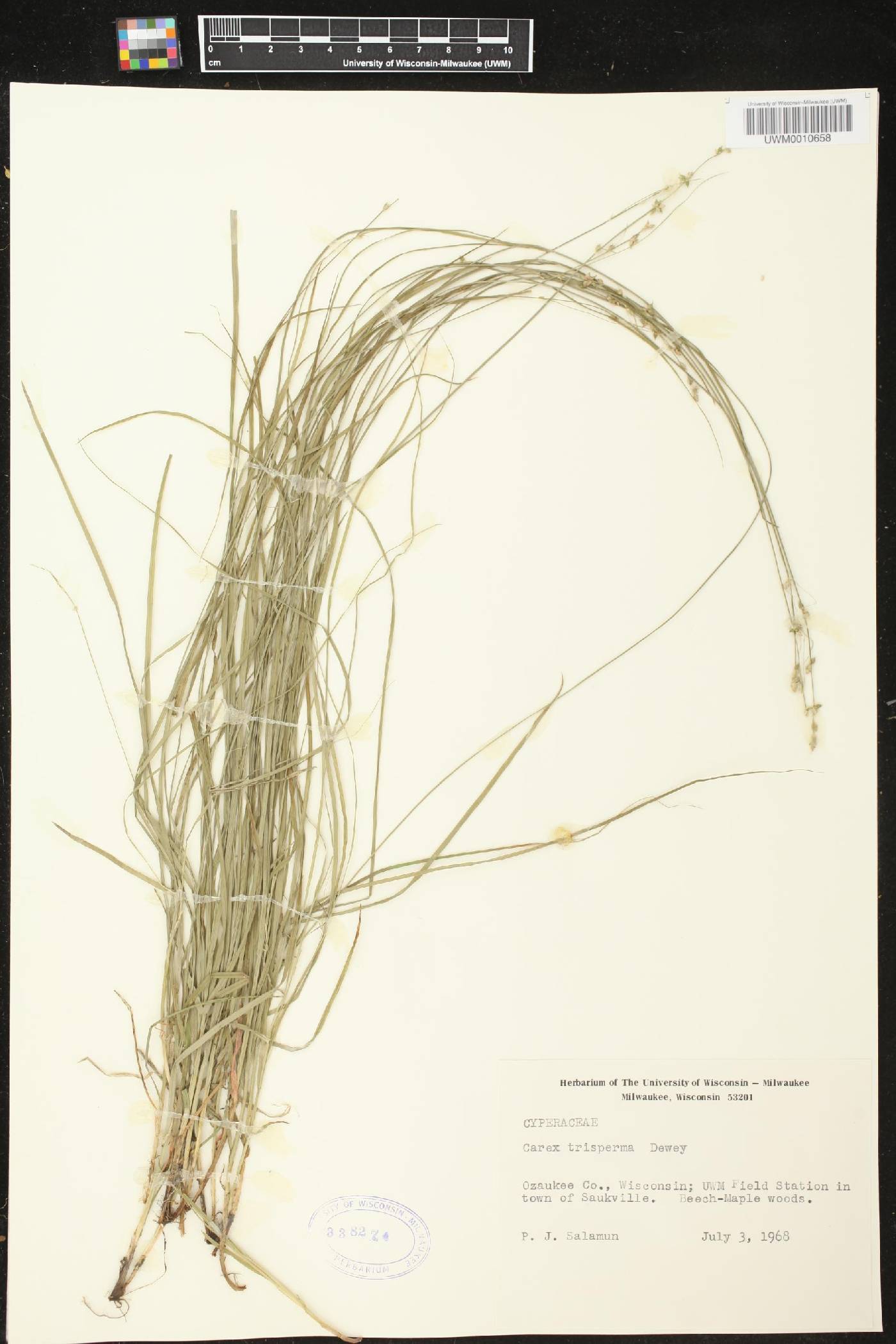 Carex trisperma image