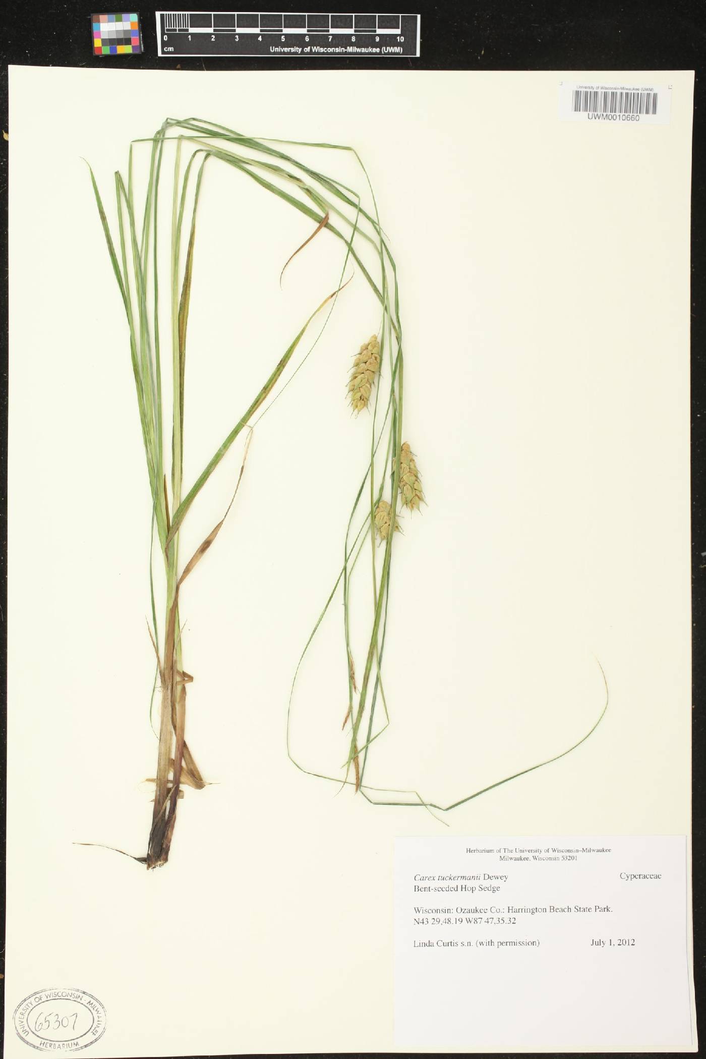 Carex tuckermanii image