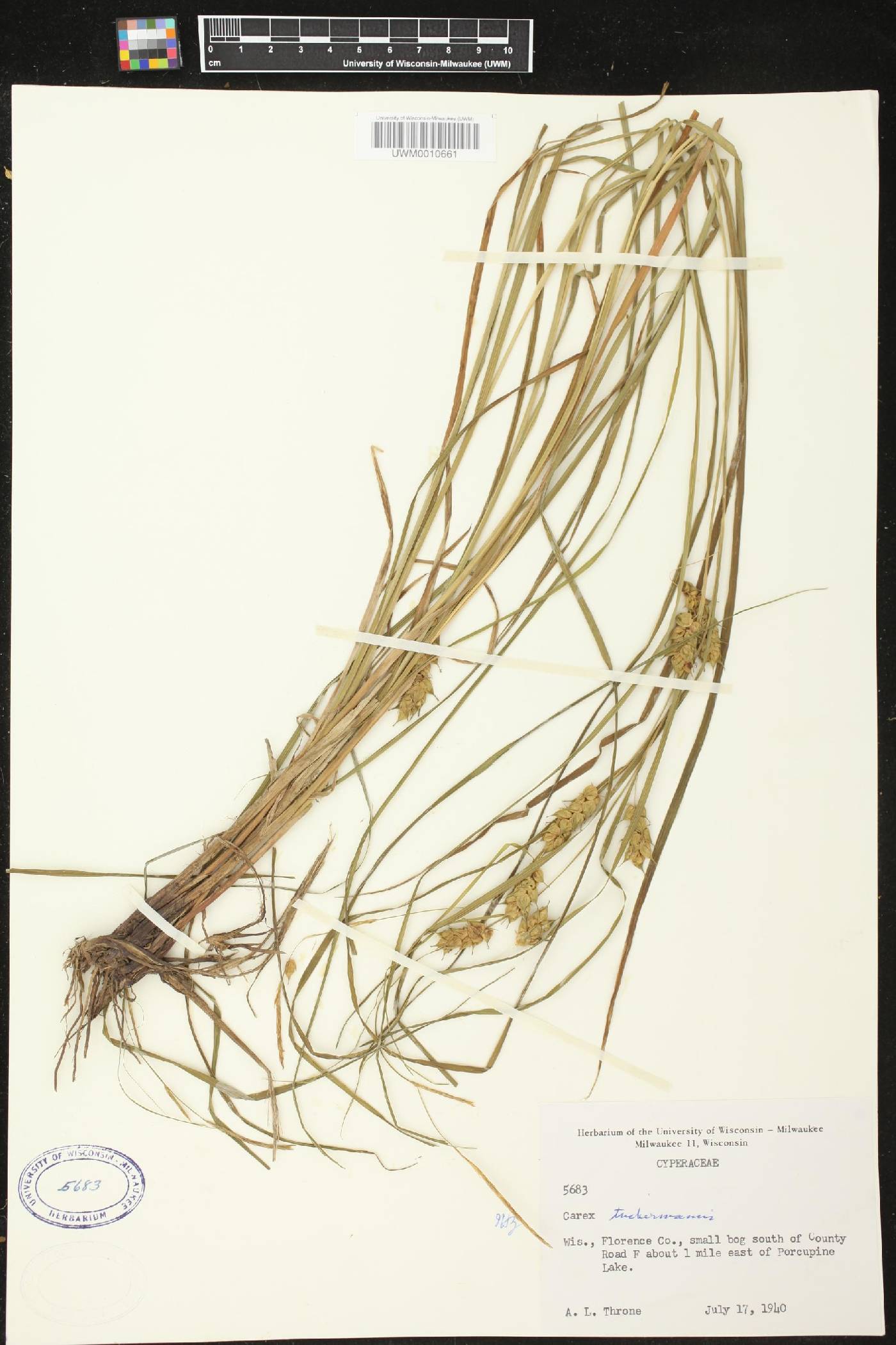 Carex tuckermanii image