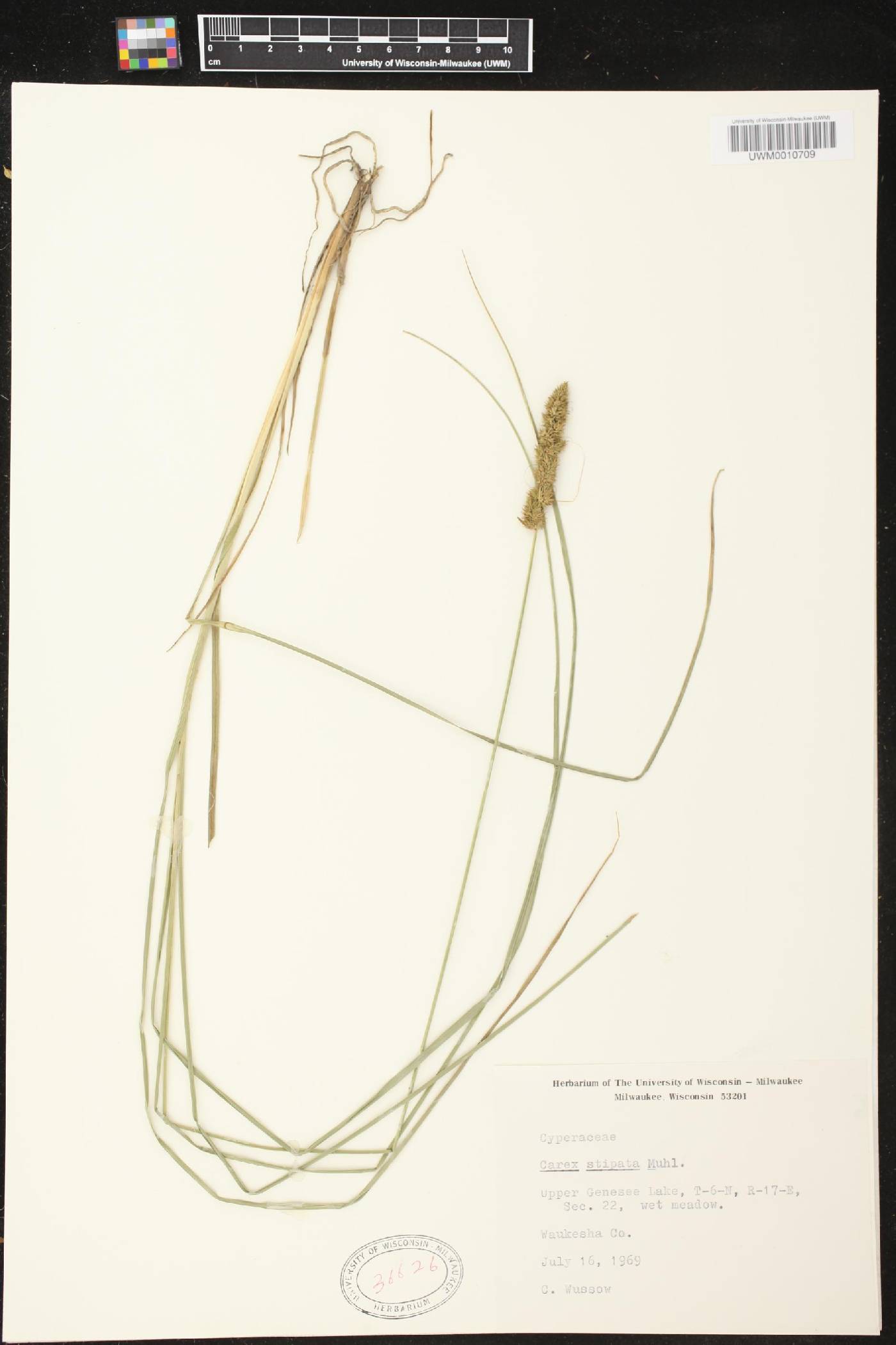 Carex stipata image