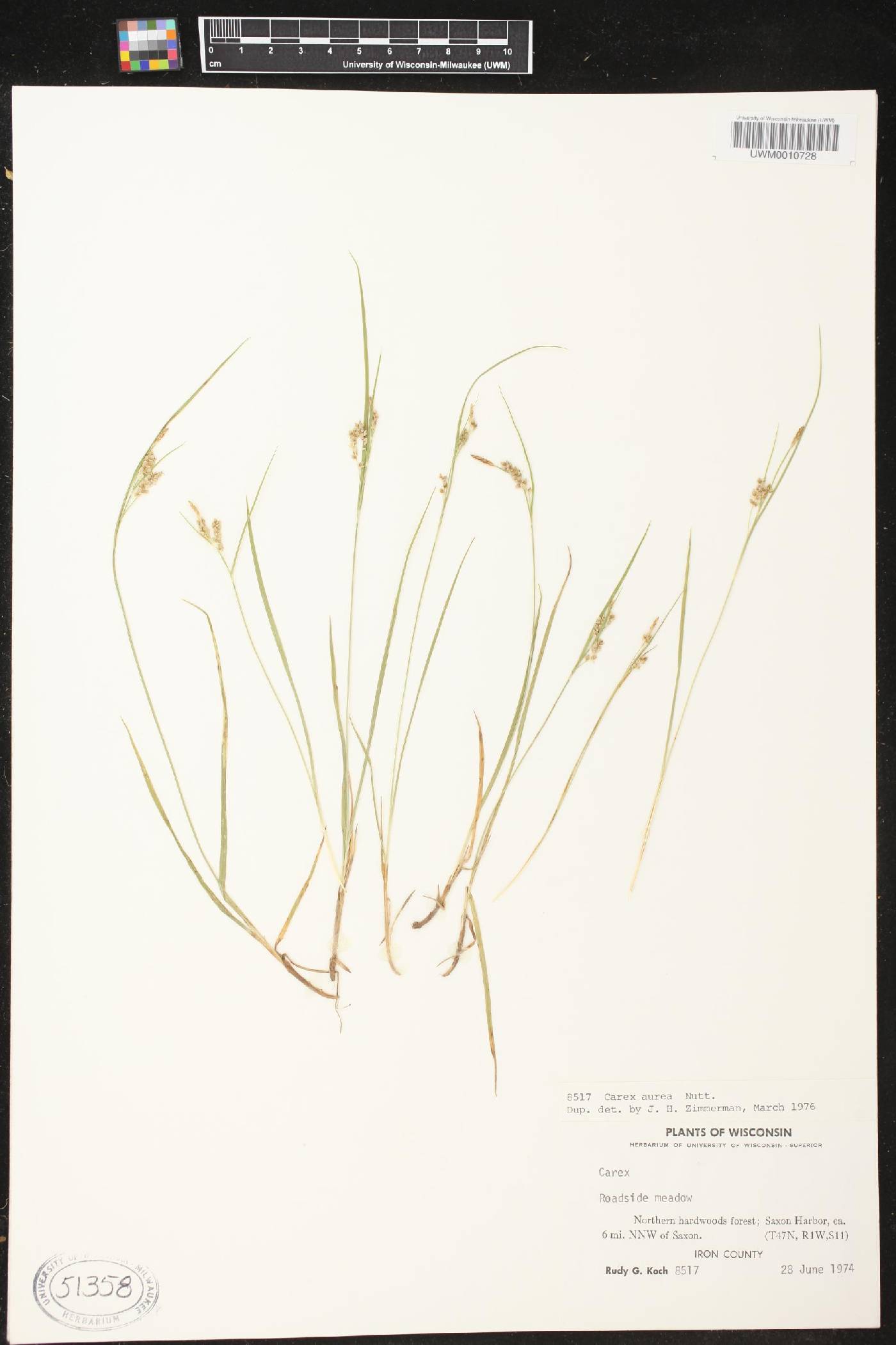 Carex aurea image