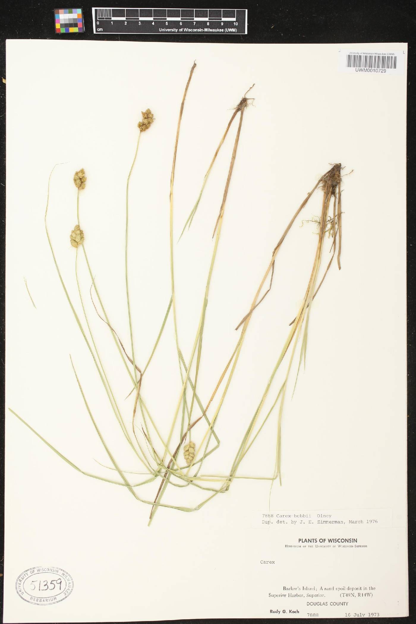 Carex bebbii image