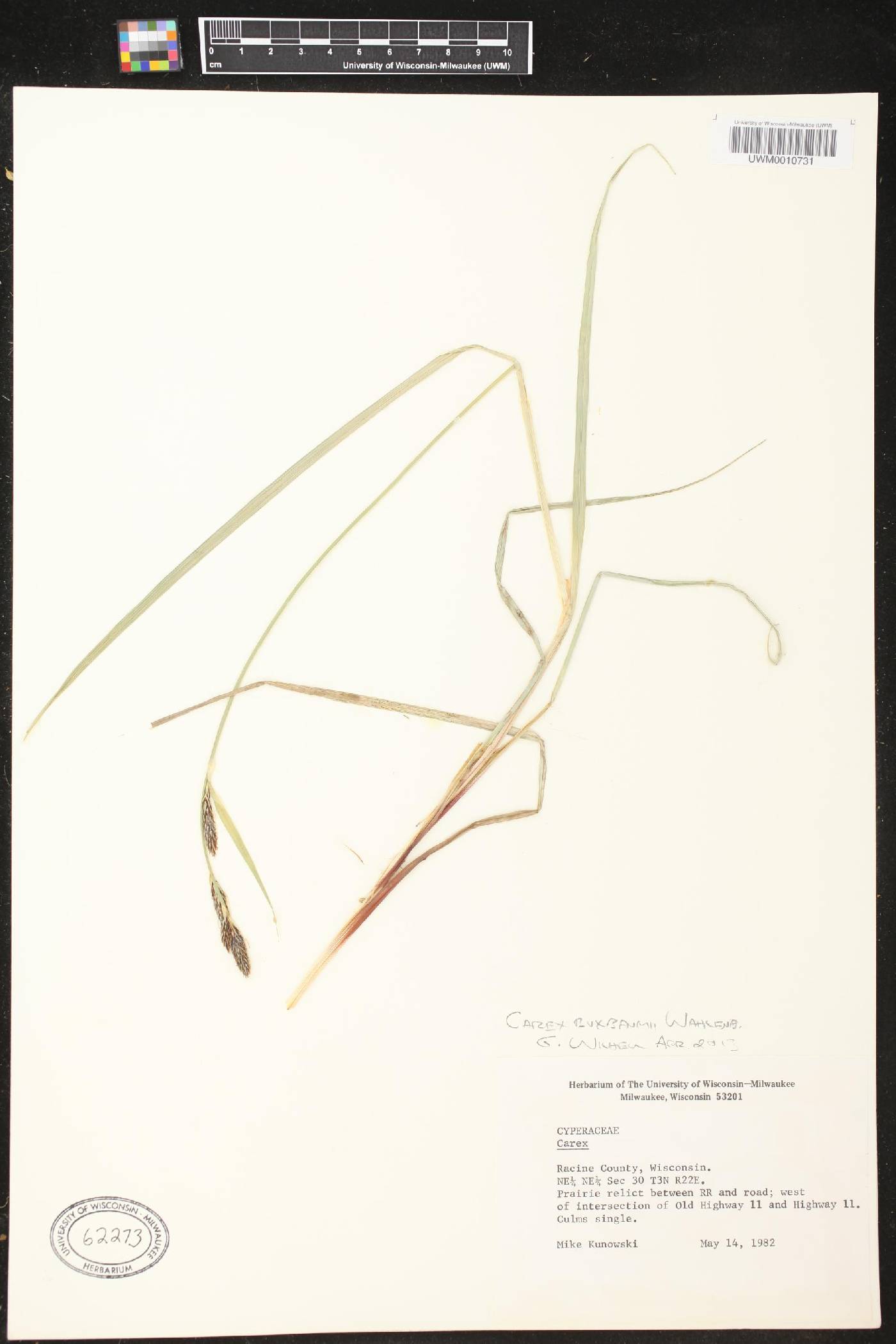 Carex buxbaumii image