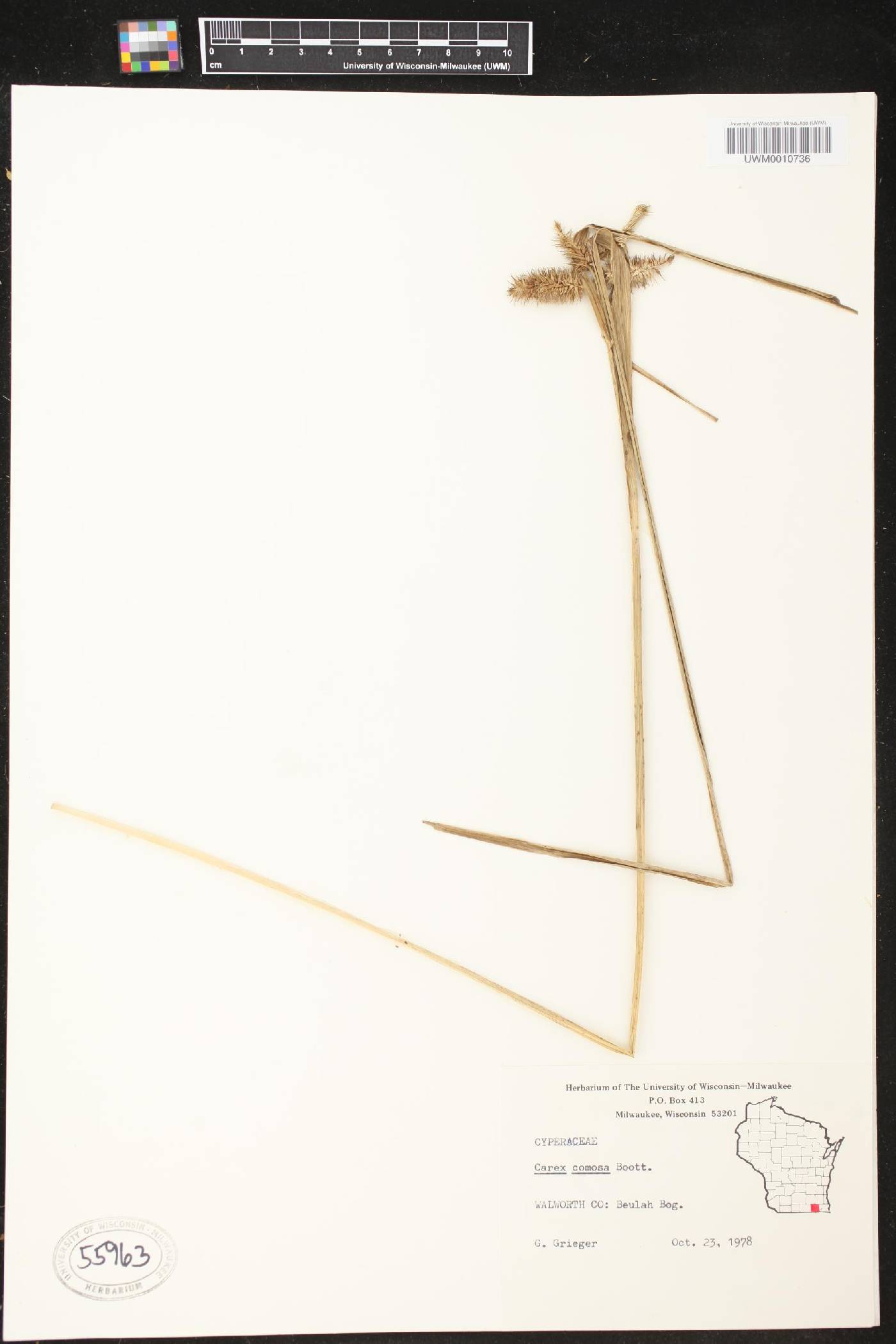 Carex comosa image