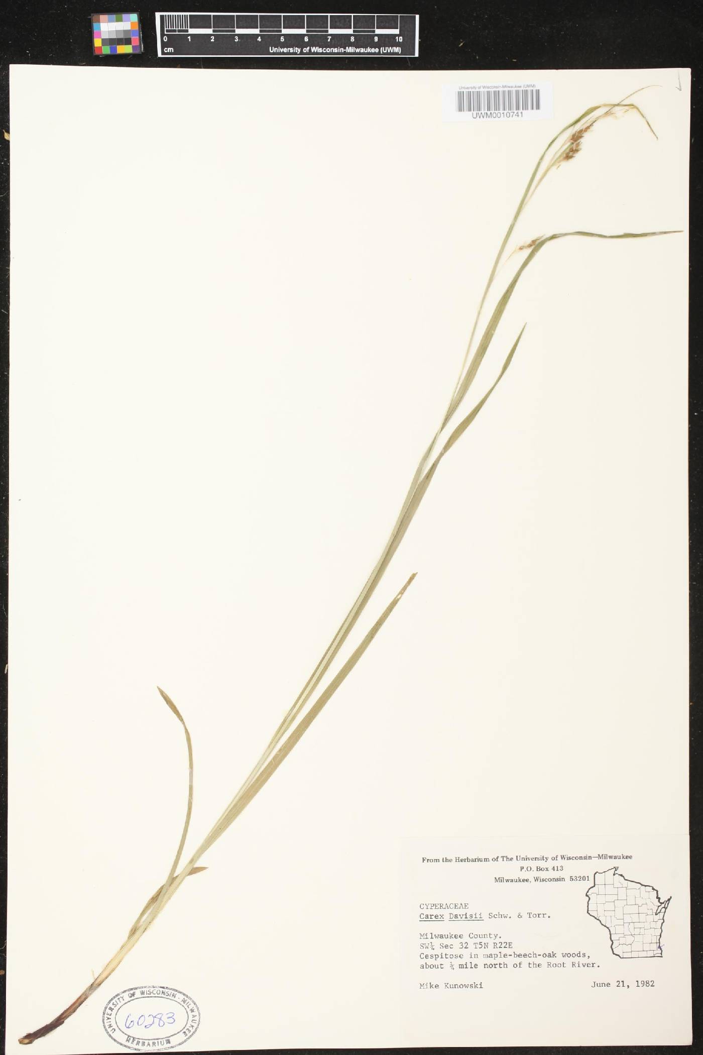 Carex davisii image