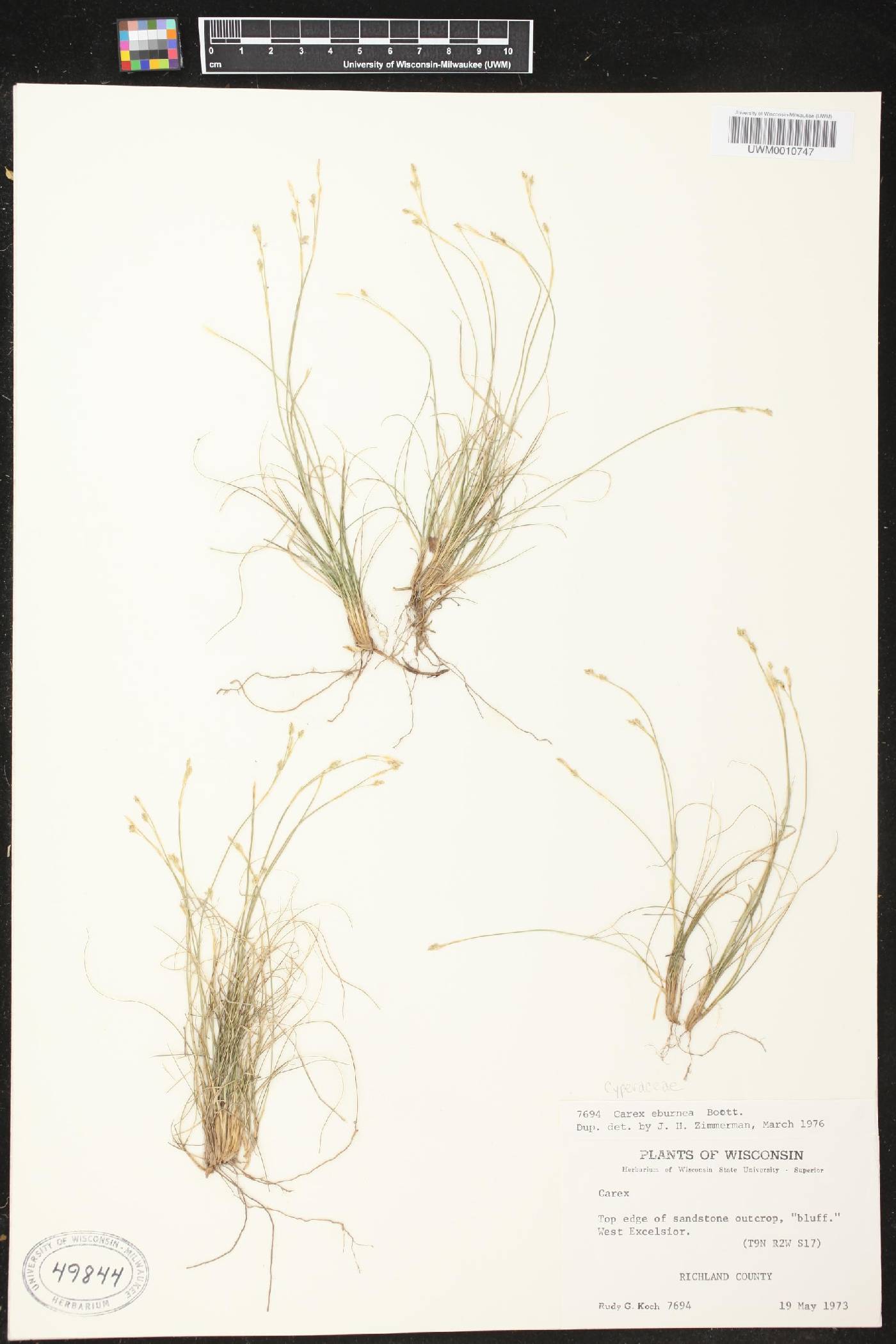 Carex eburnea image