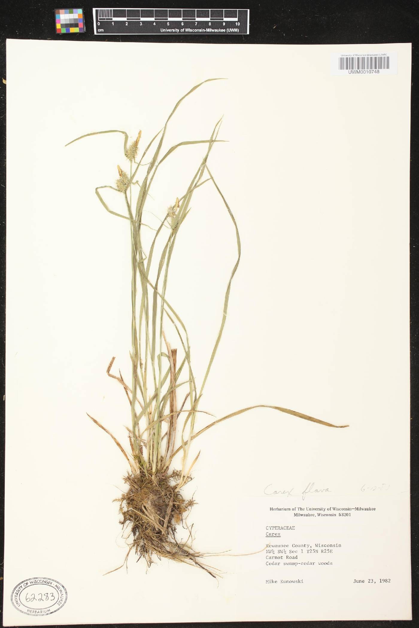 Carex flava image