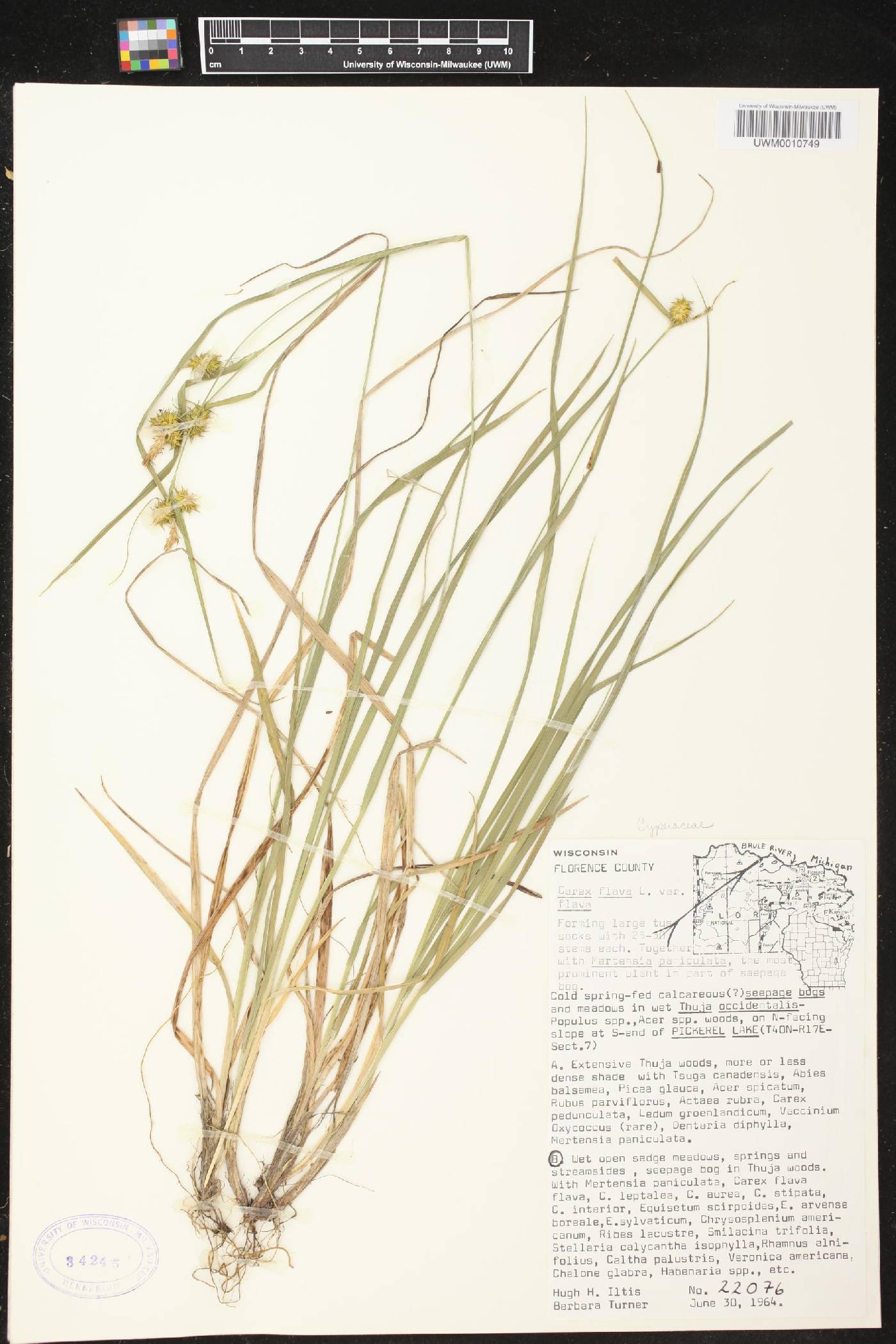 Carex flava image