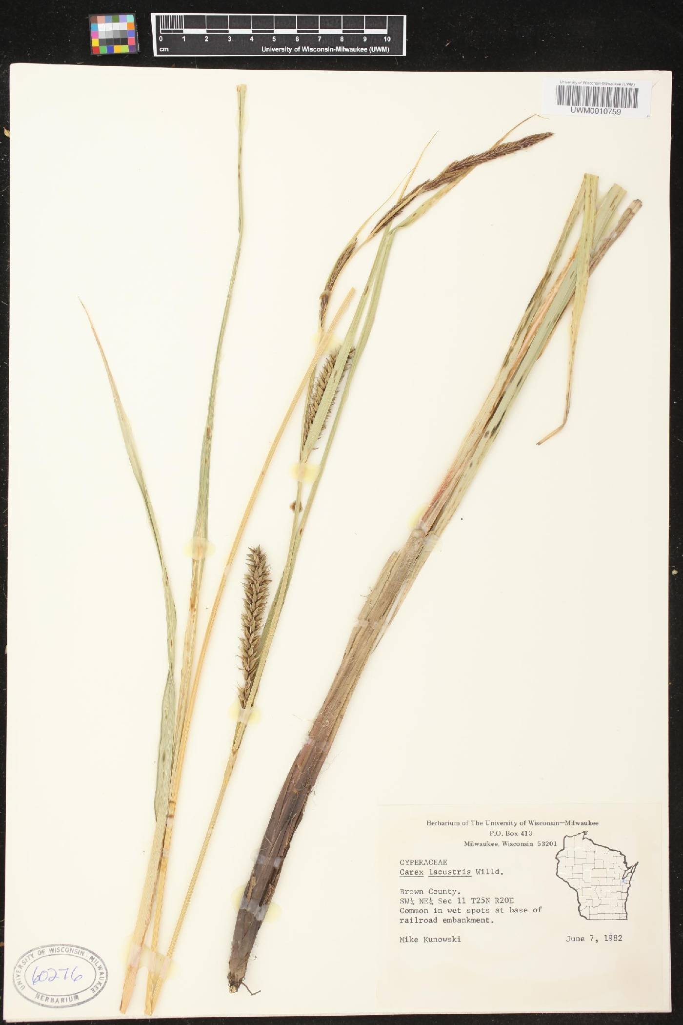 Carex lacustris image