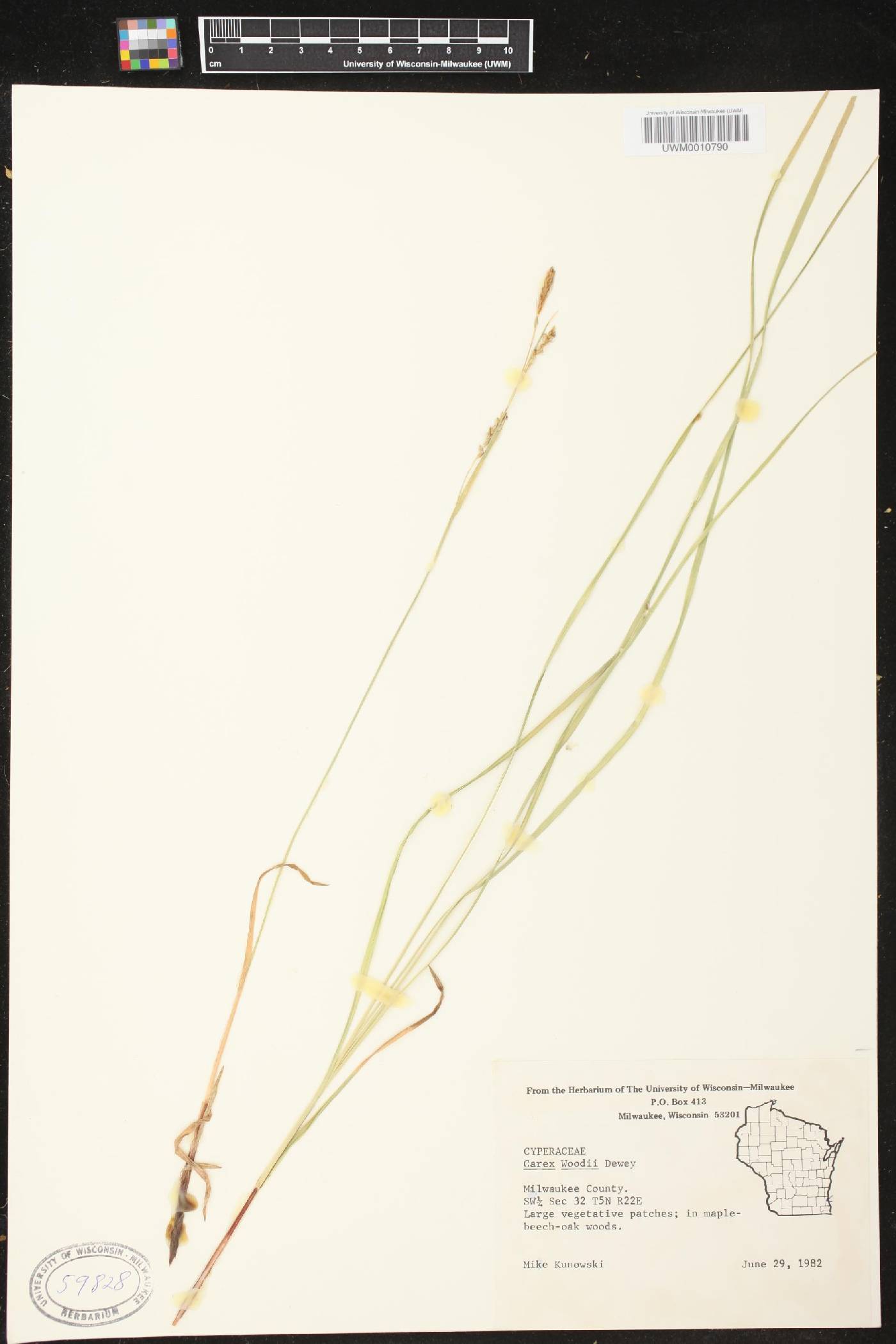 Carex woodii image