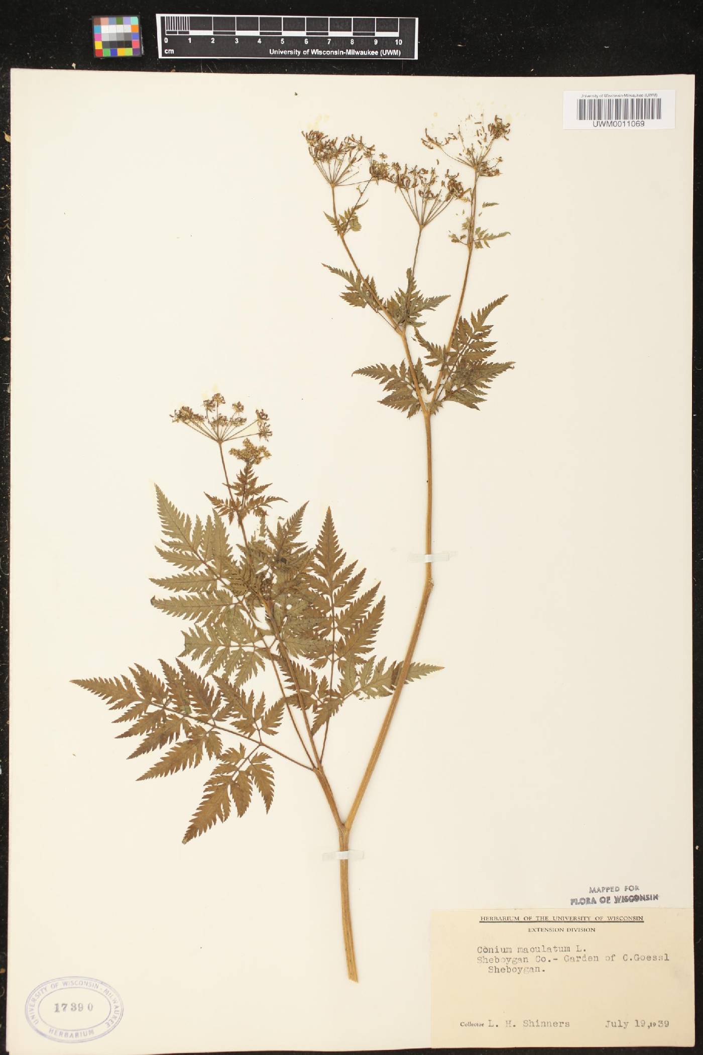 Conium maculatum image