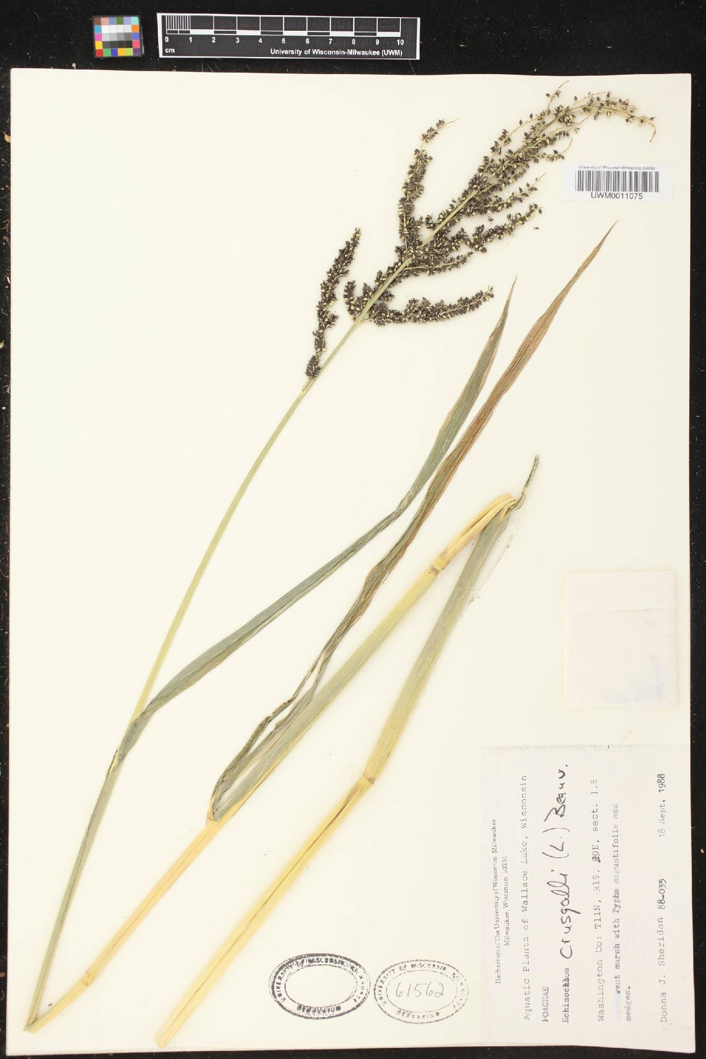 Echinochloa crus-galli image