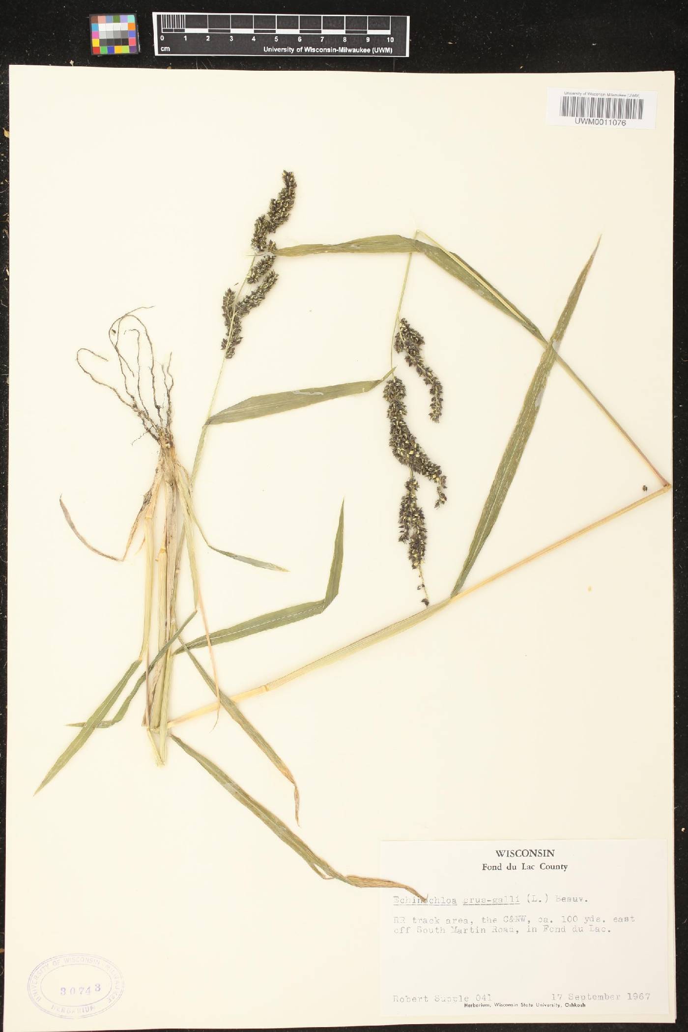 Echinochloa crus-galli image