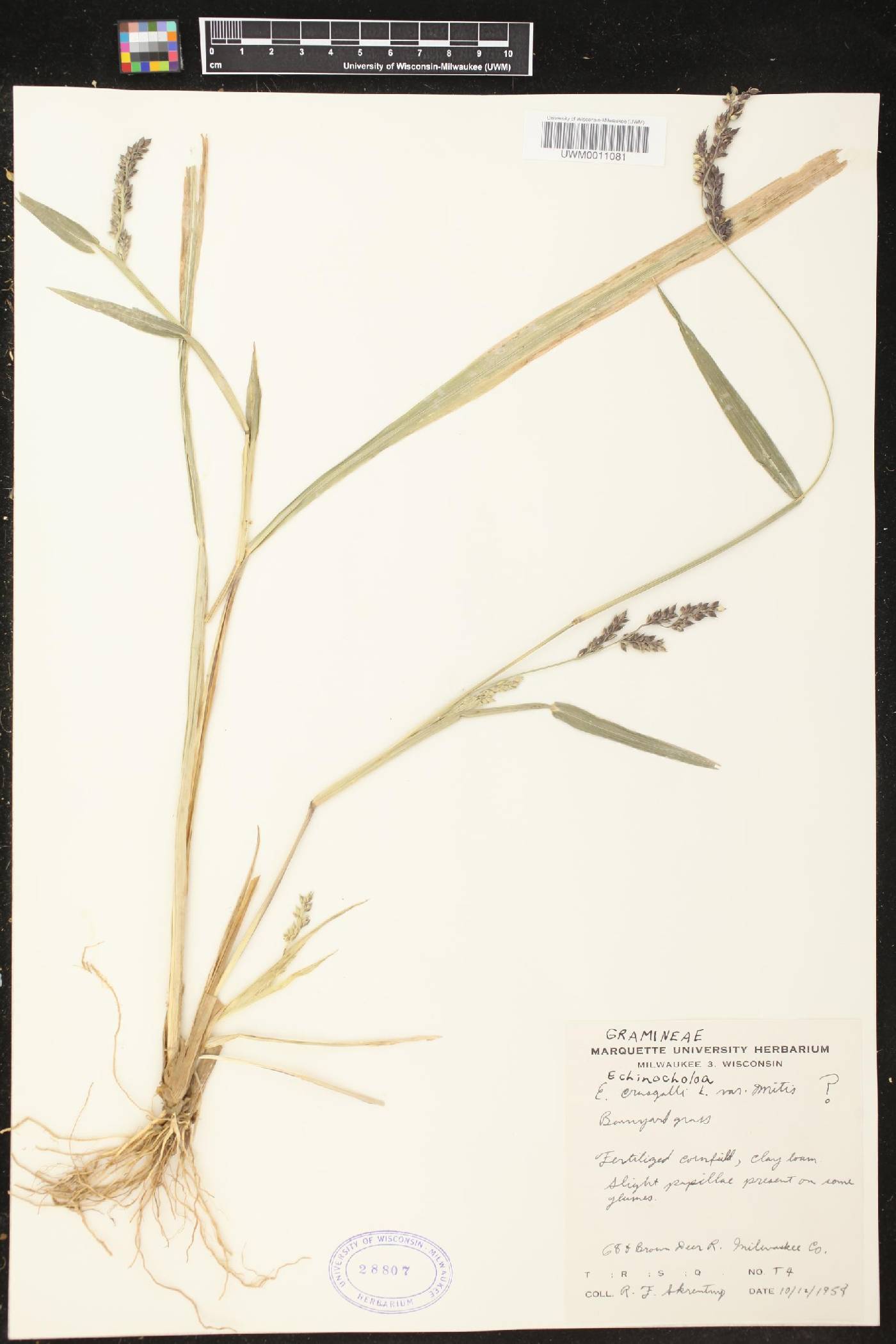 Echinochloa muricata var. microstachya image
