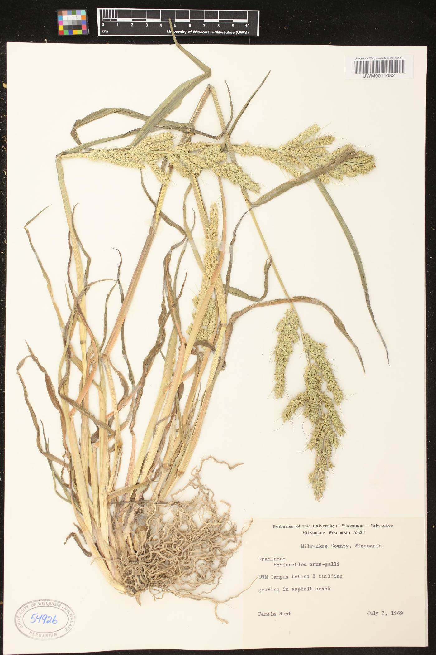 Echinochloa crus-galli image