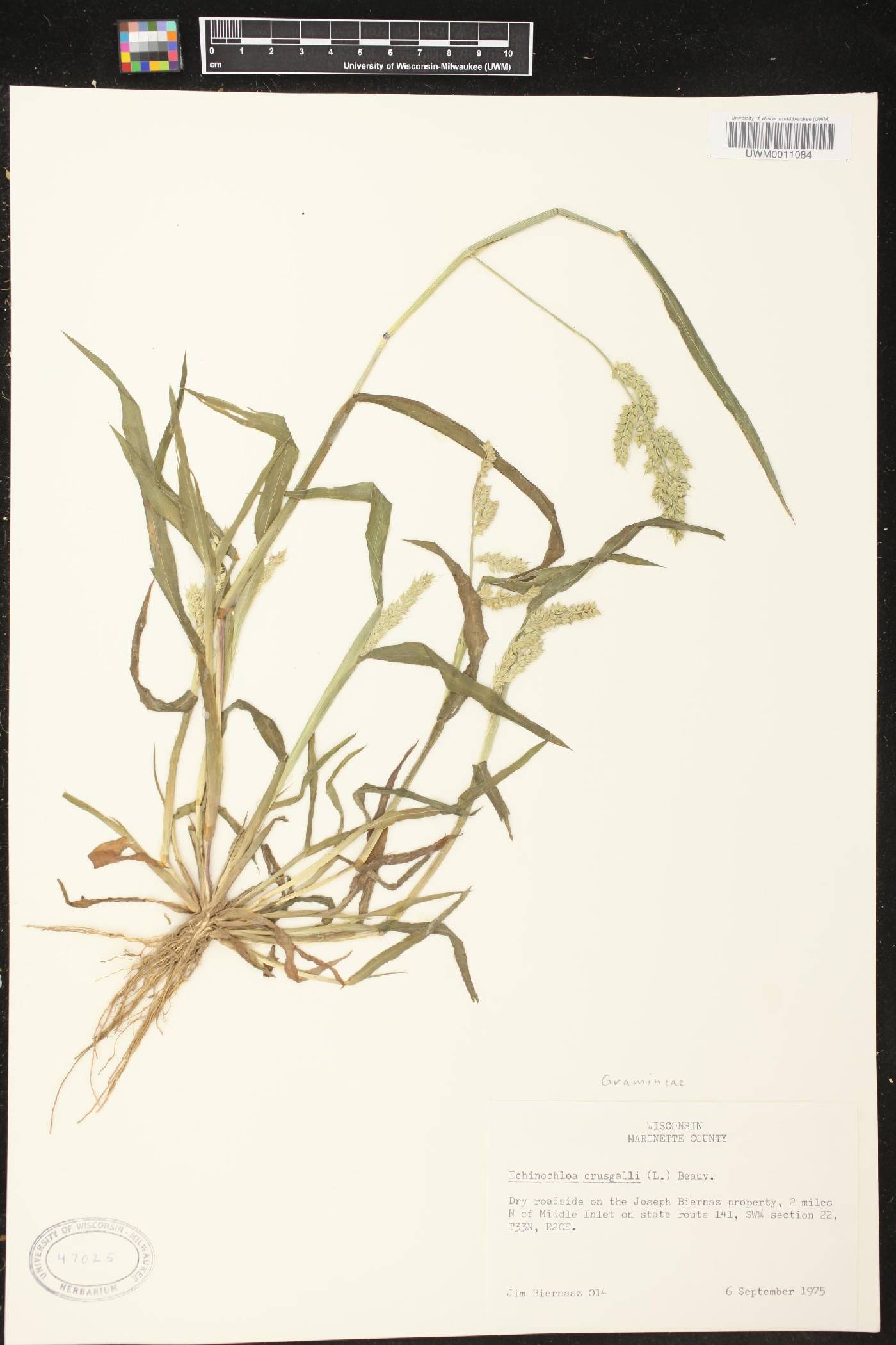 Echinochloa crus-galli image