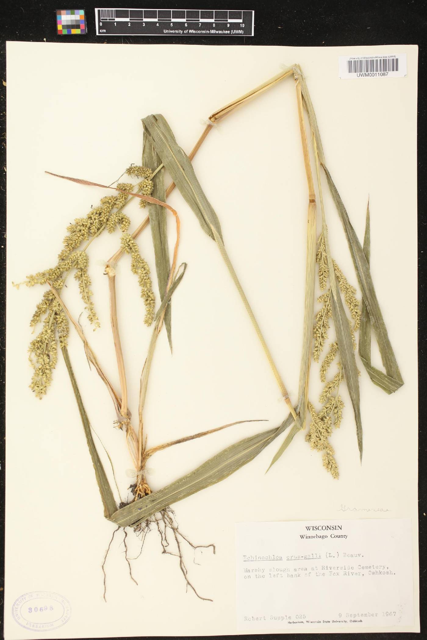 Echinochloa crus-galli image