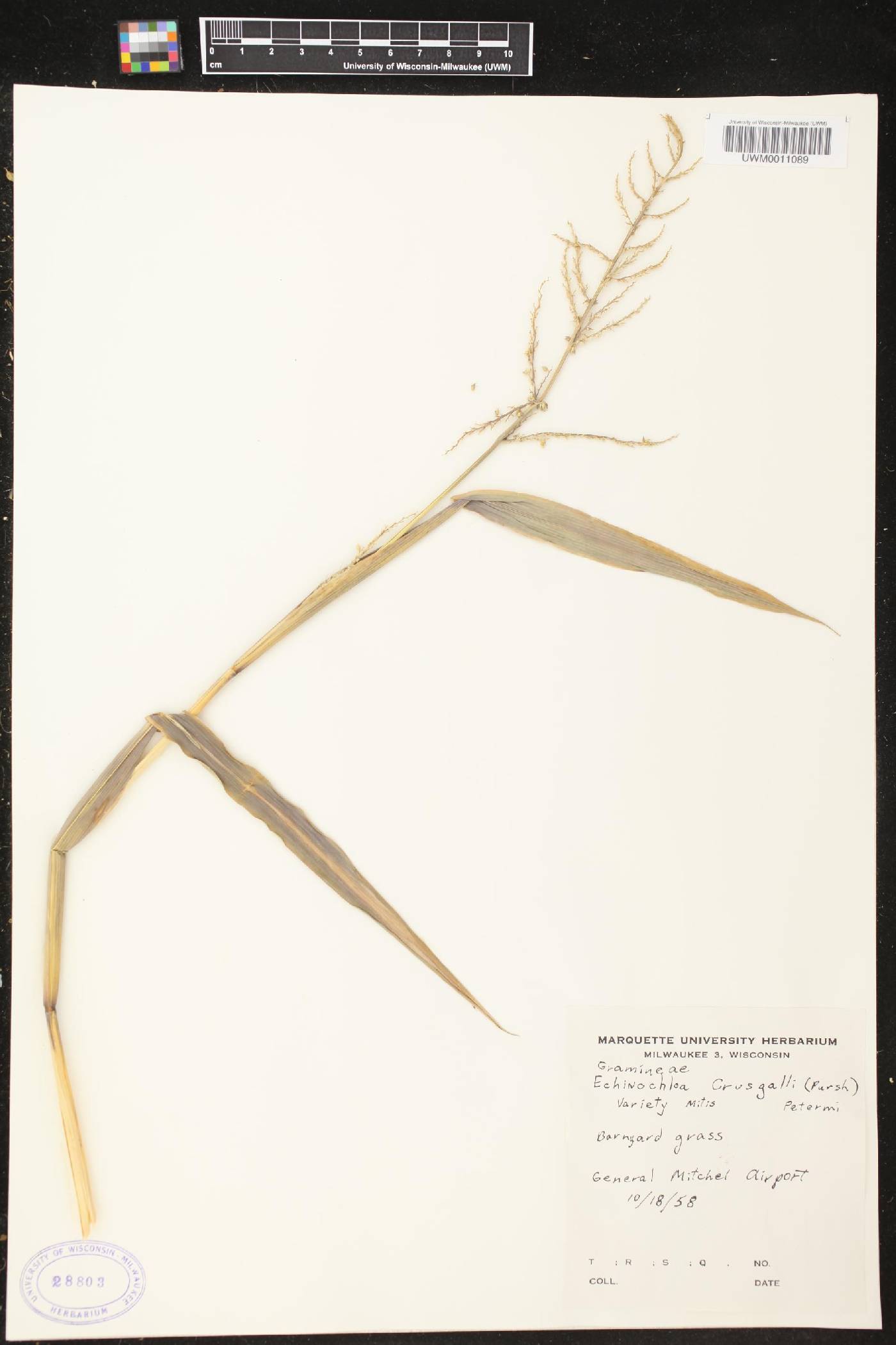 Echinochloa muricata var. microstachya image